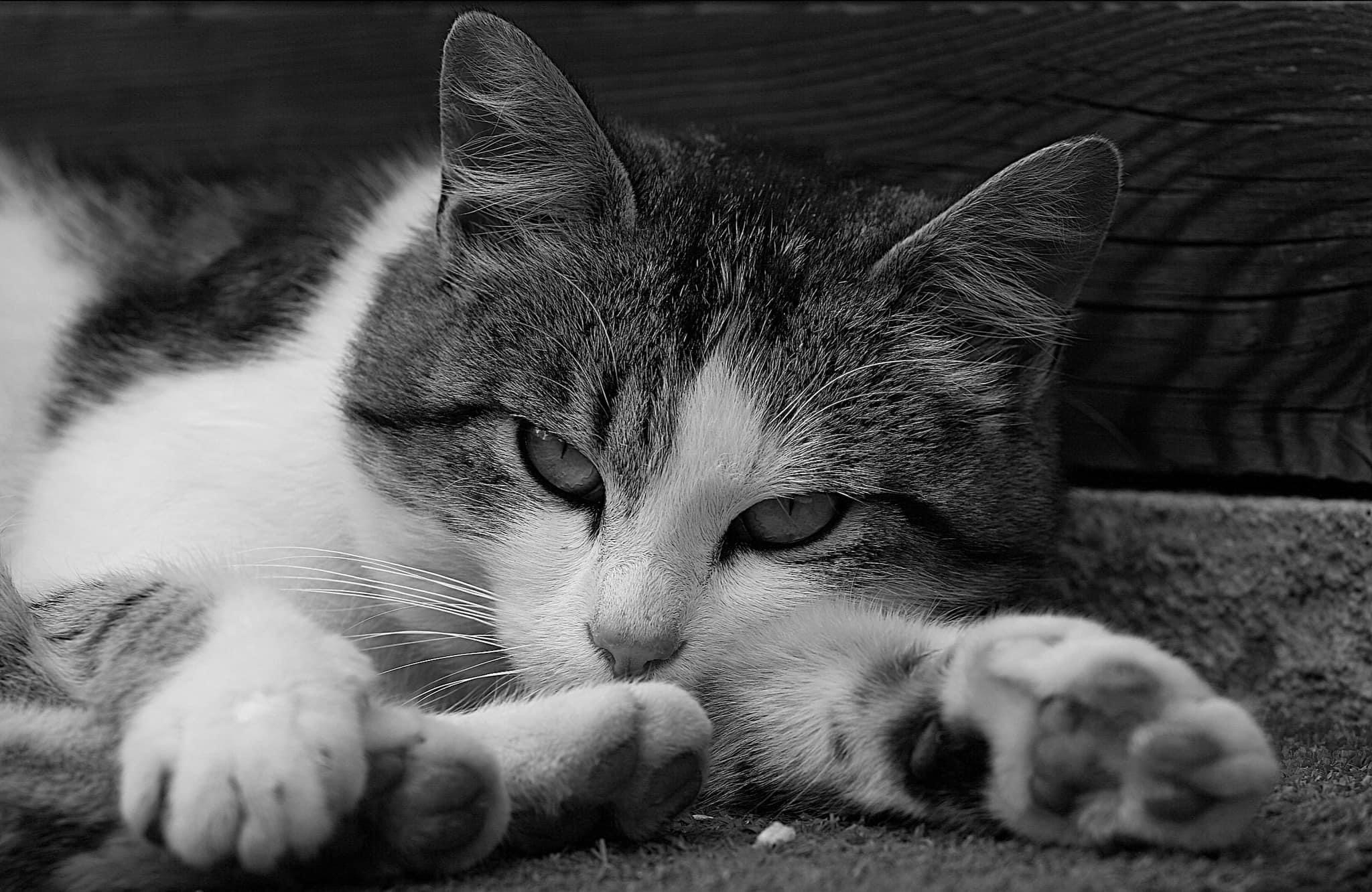 Chats