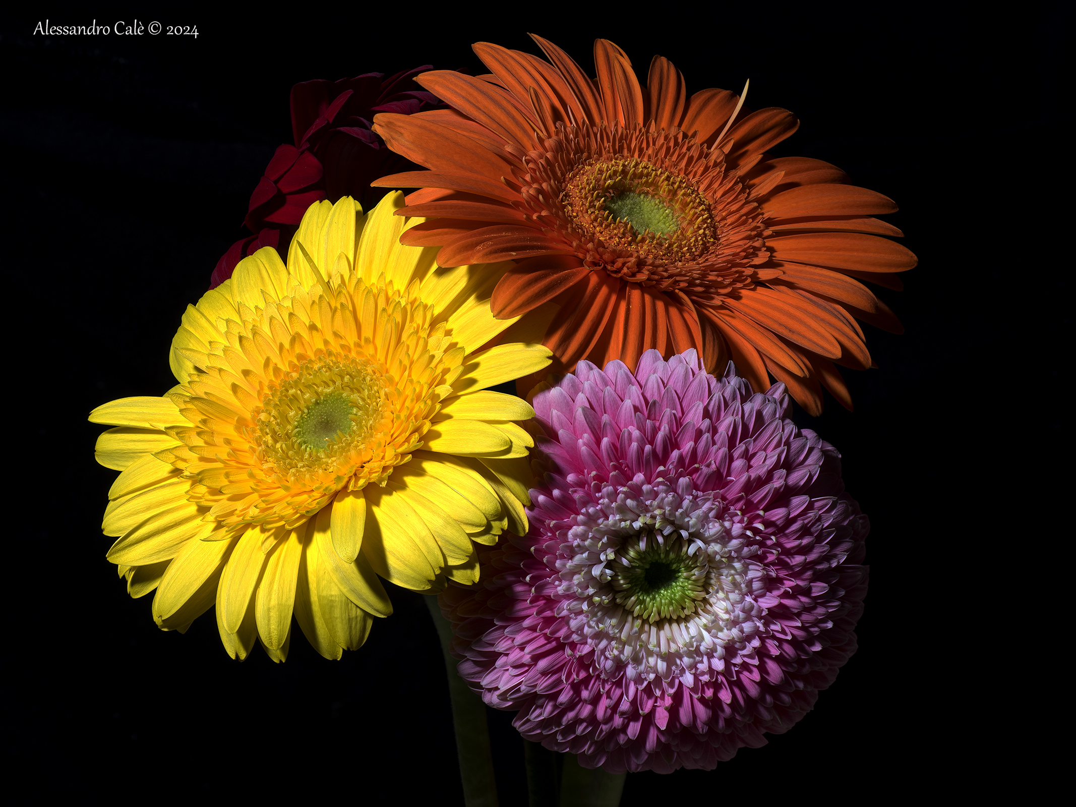 Gerberas 6939_54