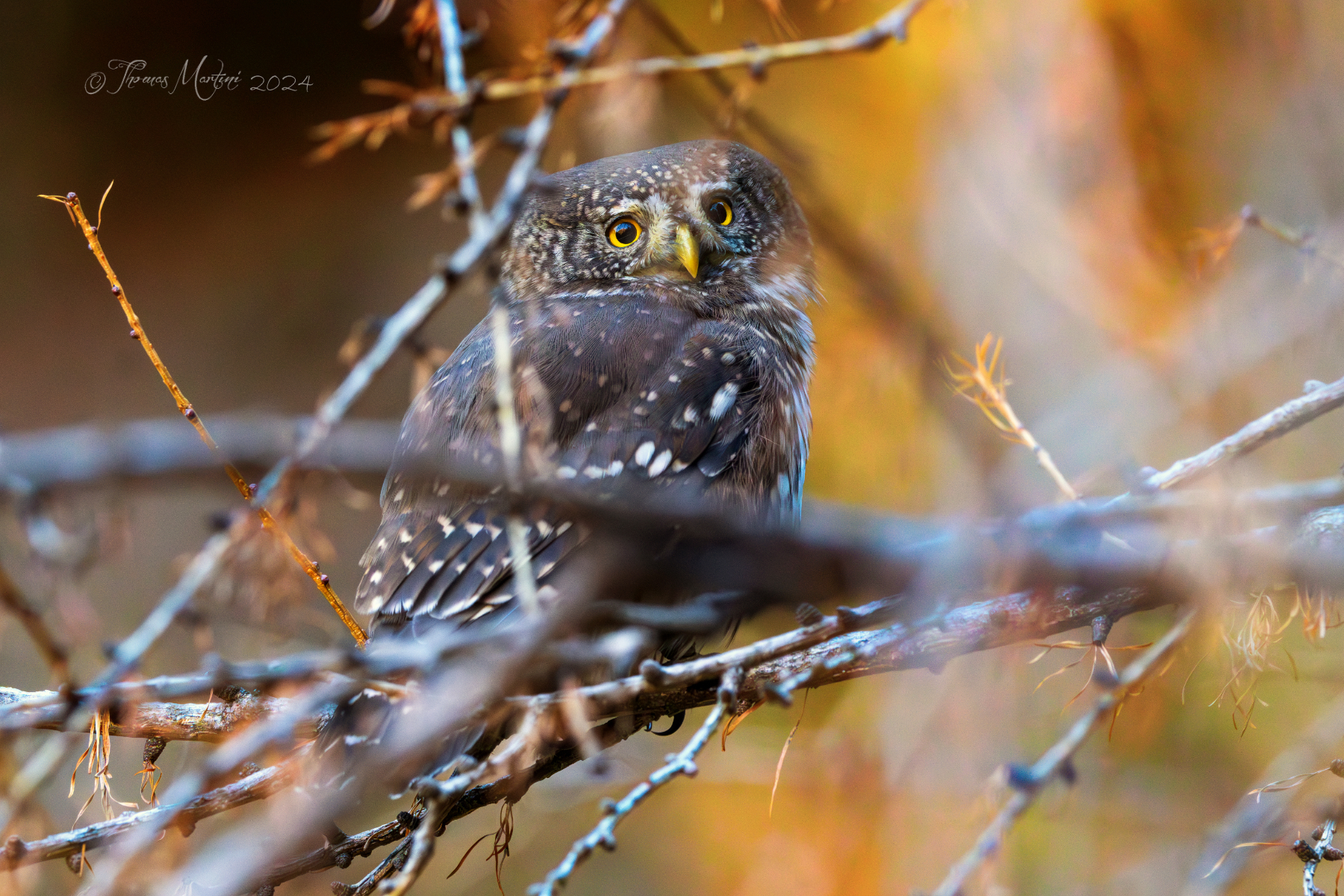 Autumn Dwarf Owl