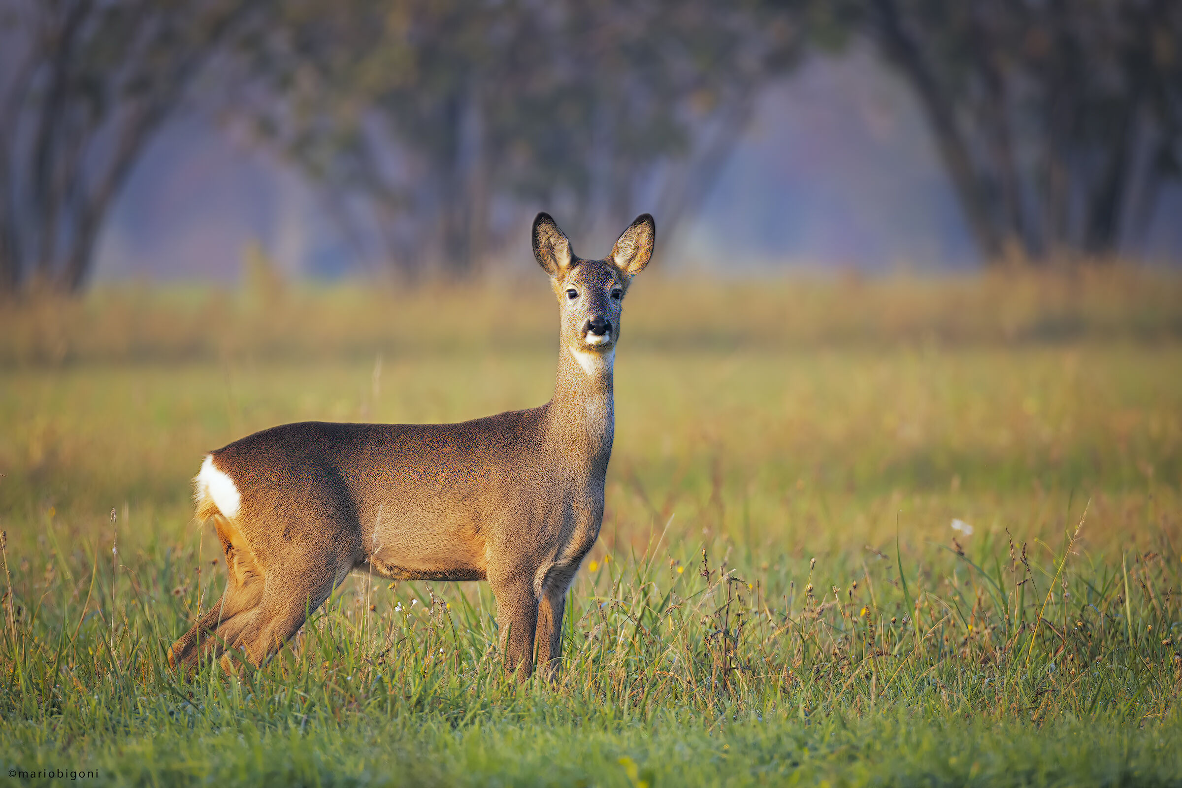 Roe deer