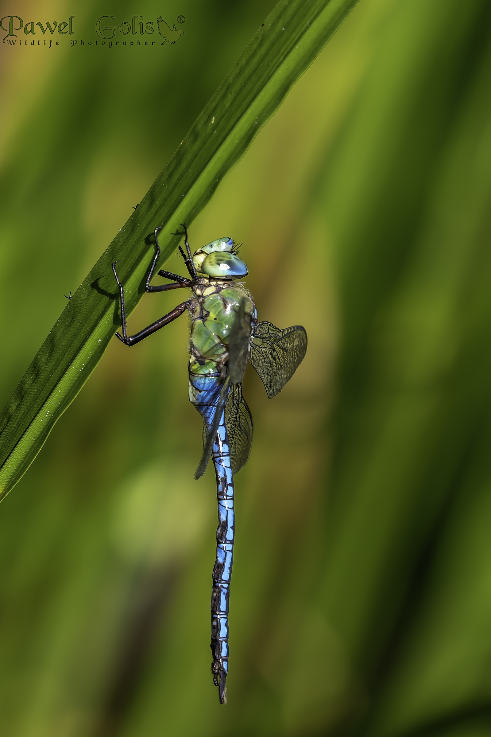Emperor Dragonfly (Anax imperator)
