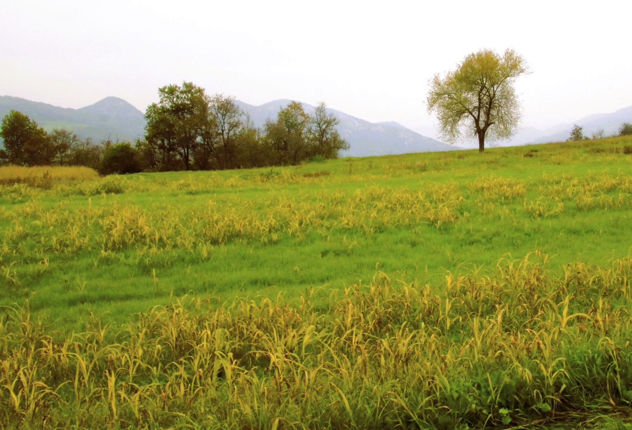 Malinconia novembrina