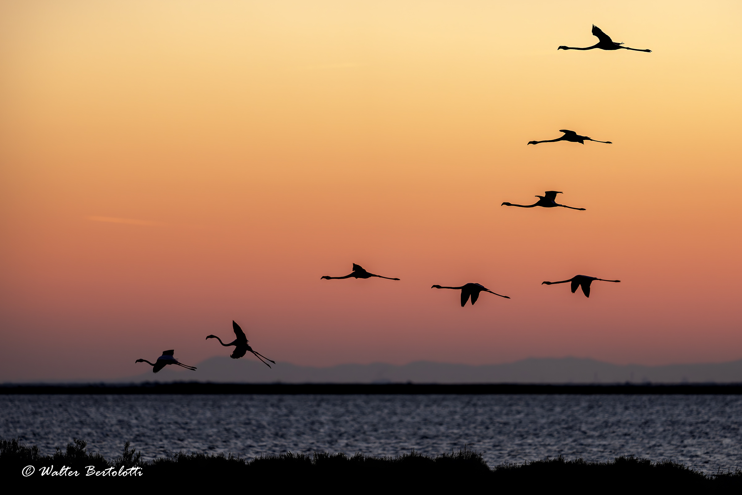 Sunrise and flamingos