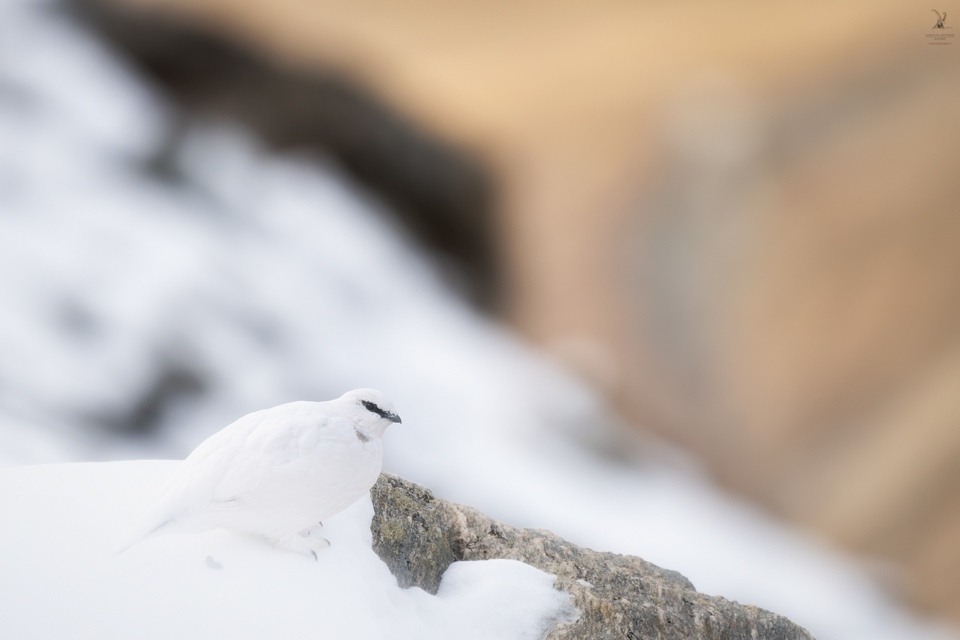 Ptarmigan