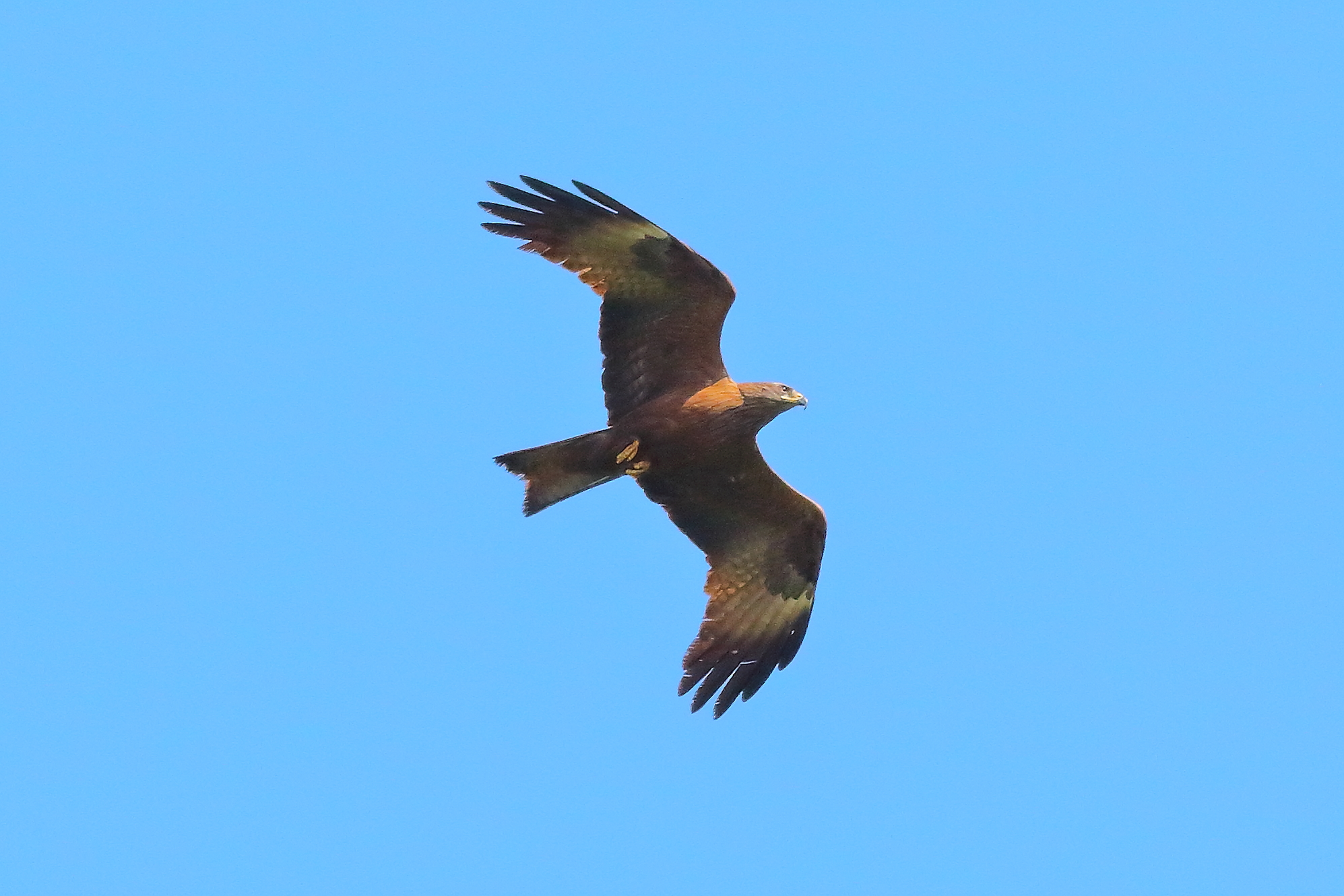 Nibbio bruno 09 maggio 2024 - 8910