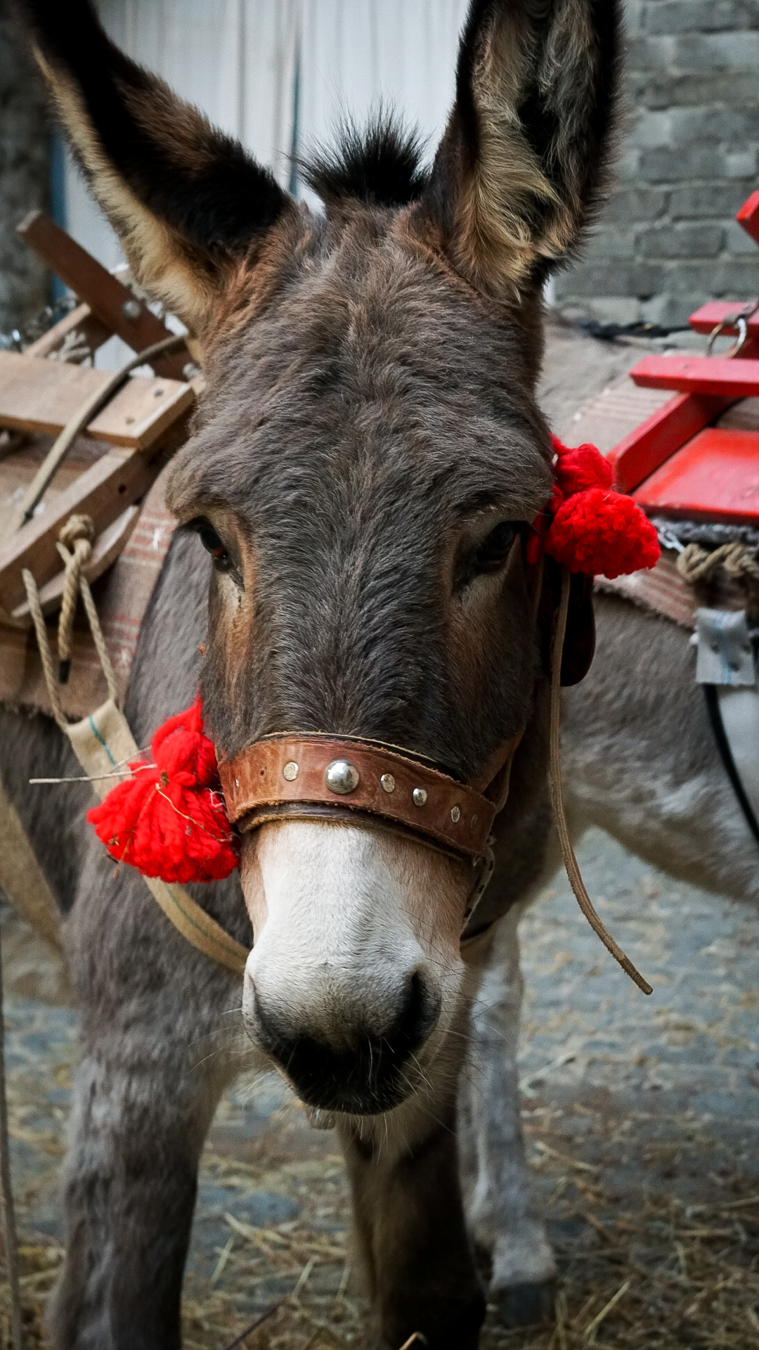 Burro