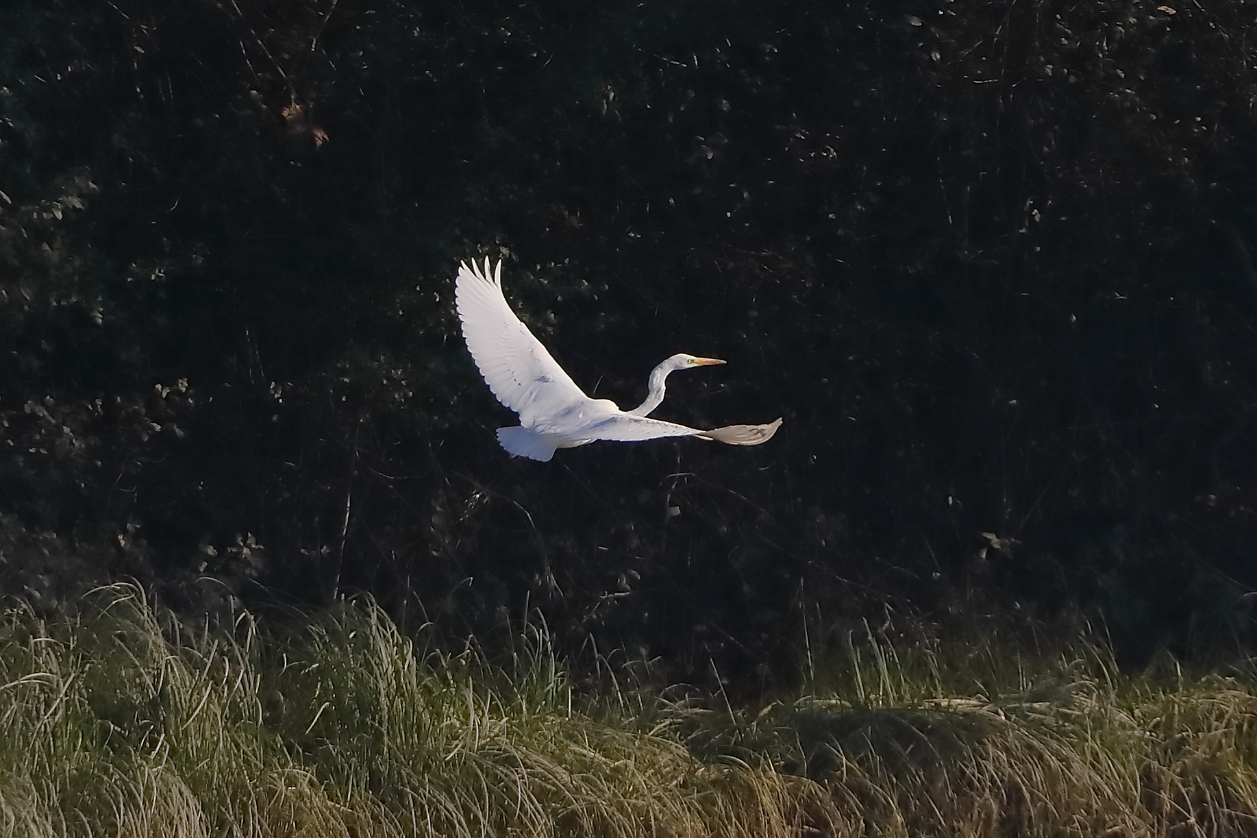 Airone BM 05 novembre 2024 - 0047