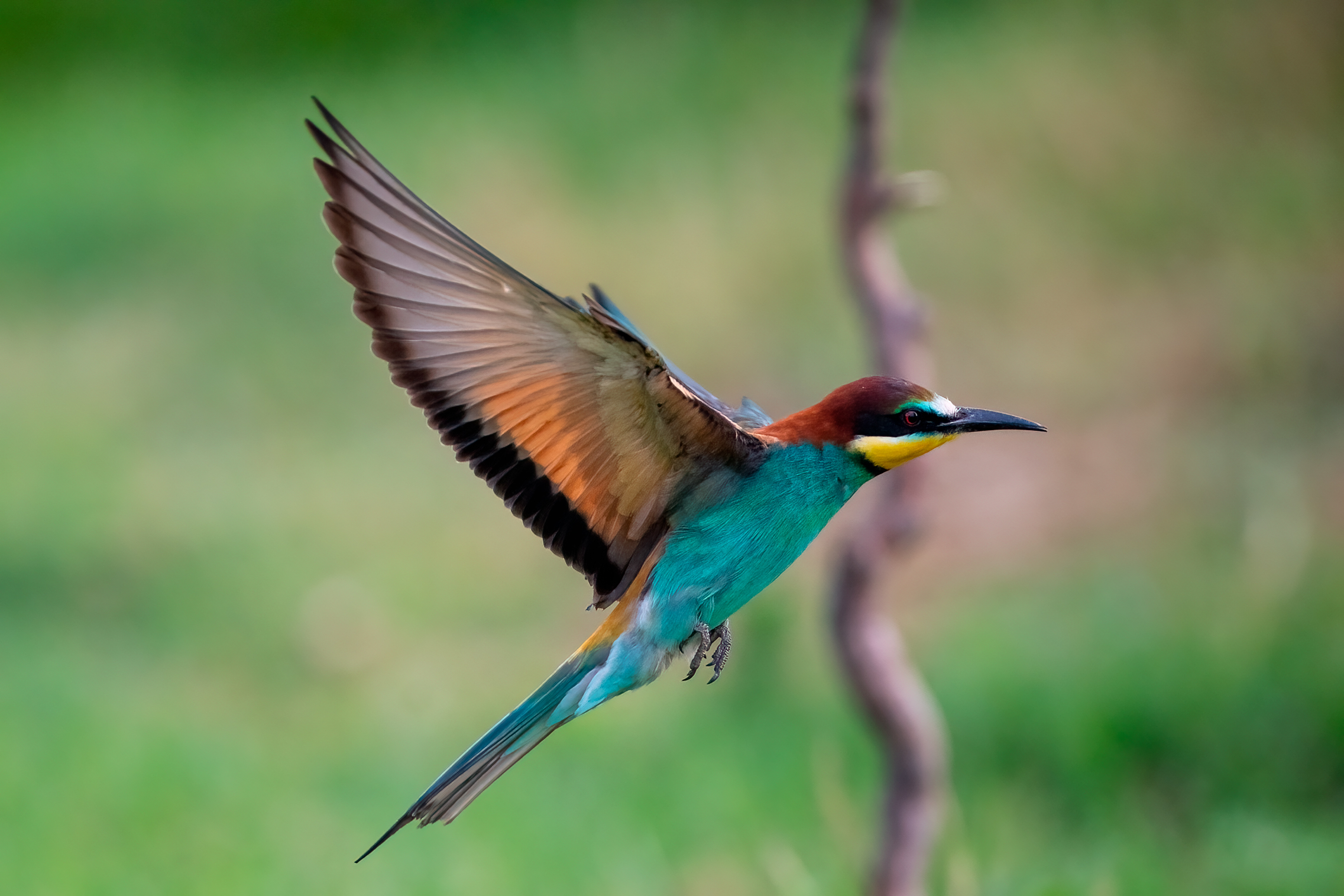 Bee-eater in flight