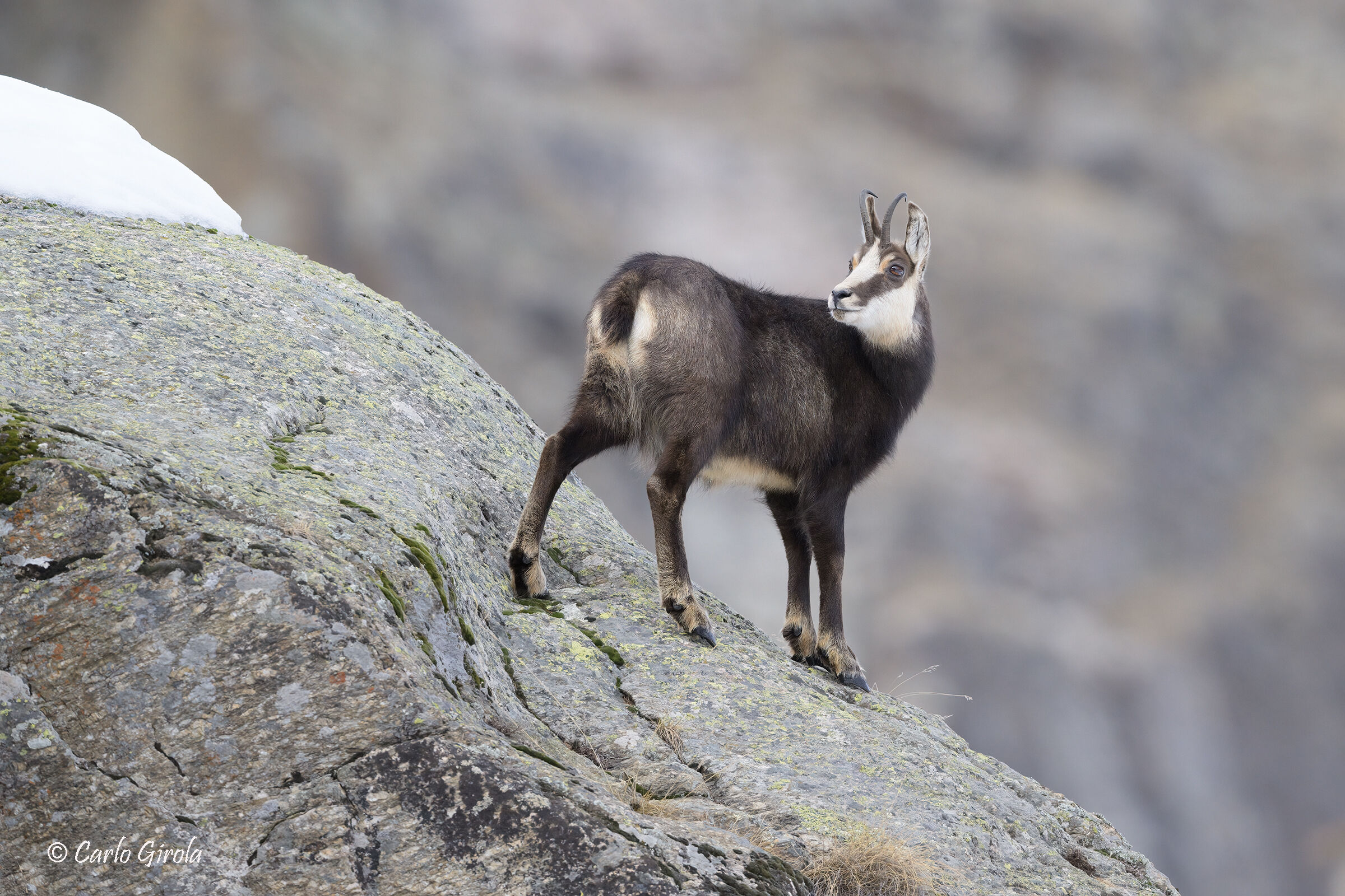 Chamois (Rupicapra rupicapra)