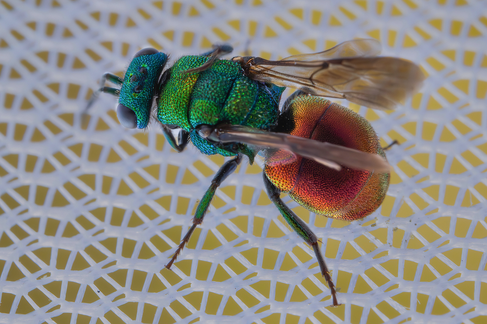 Chrysididae sp. z o.o.