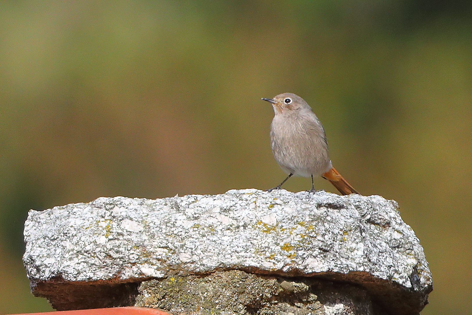 Codirosso S F 07 novembre 2024 - 0004