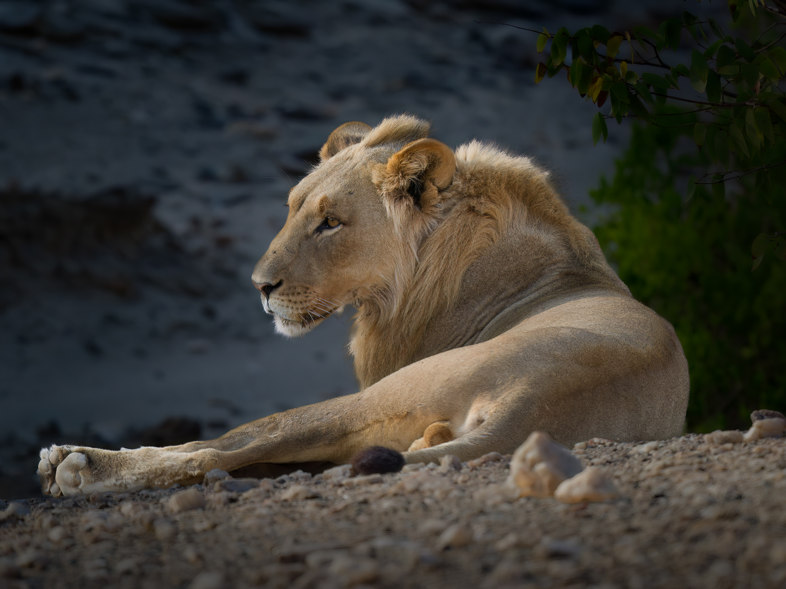 Namibia : Leo (Panthera Leo)