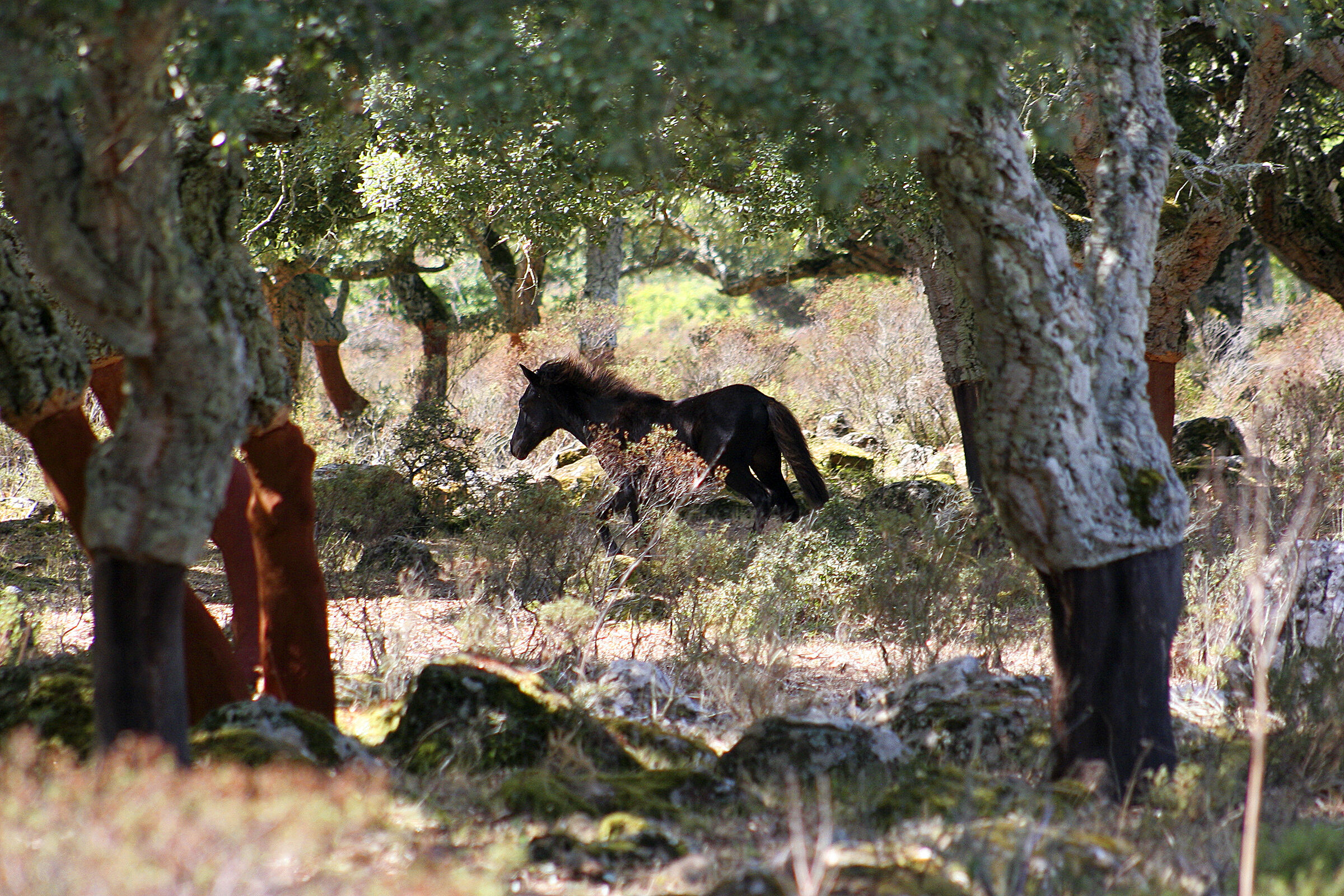 In mezzo alle querce da sughero - Giara di Gesturi