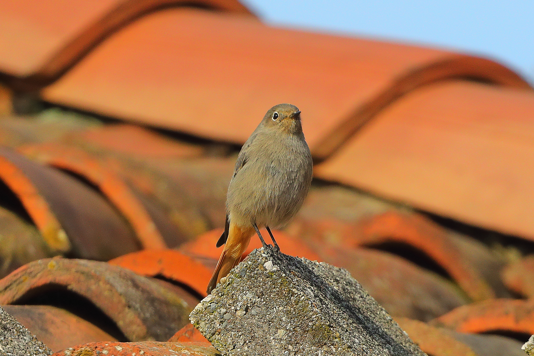 Codirosso S F 08 novembre 2024 - 0028