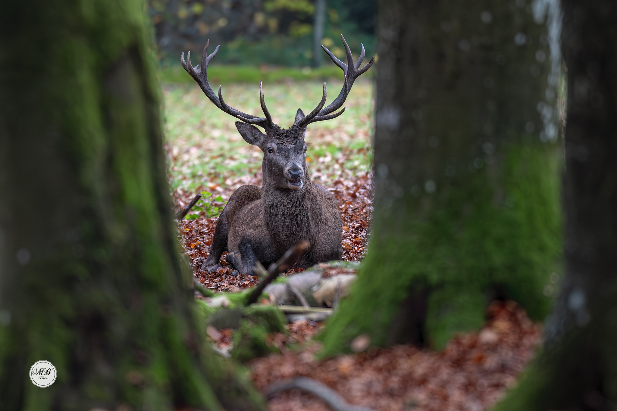 Deer