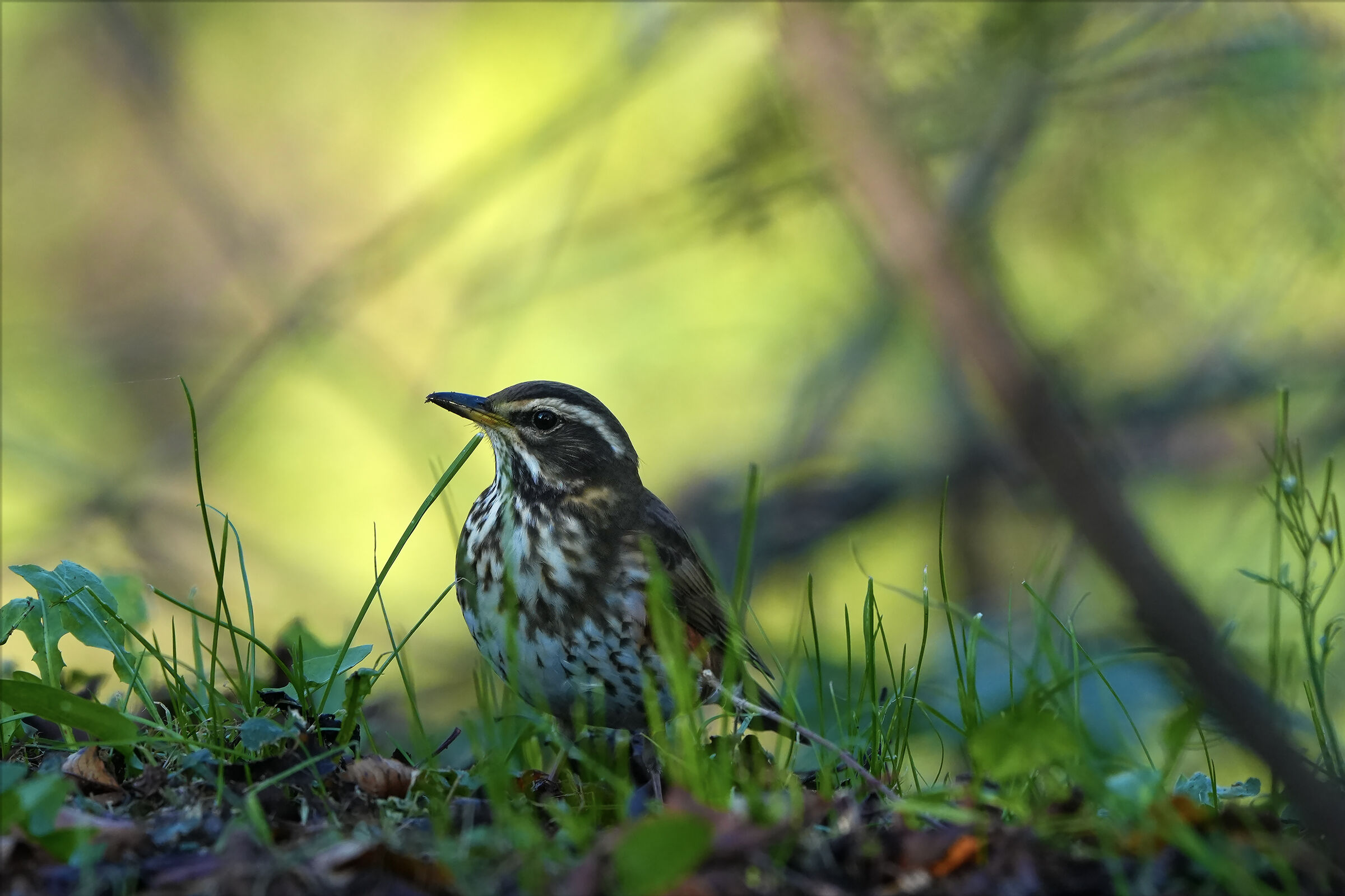 Redwing