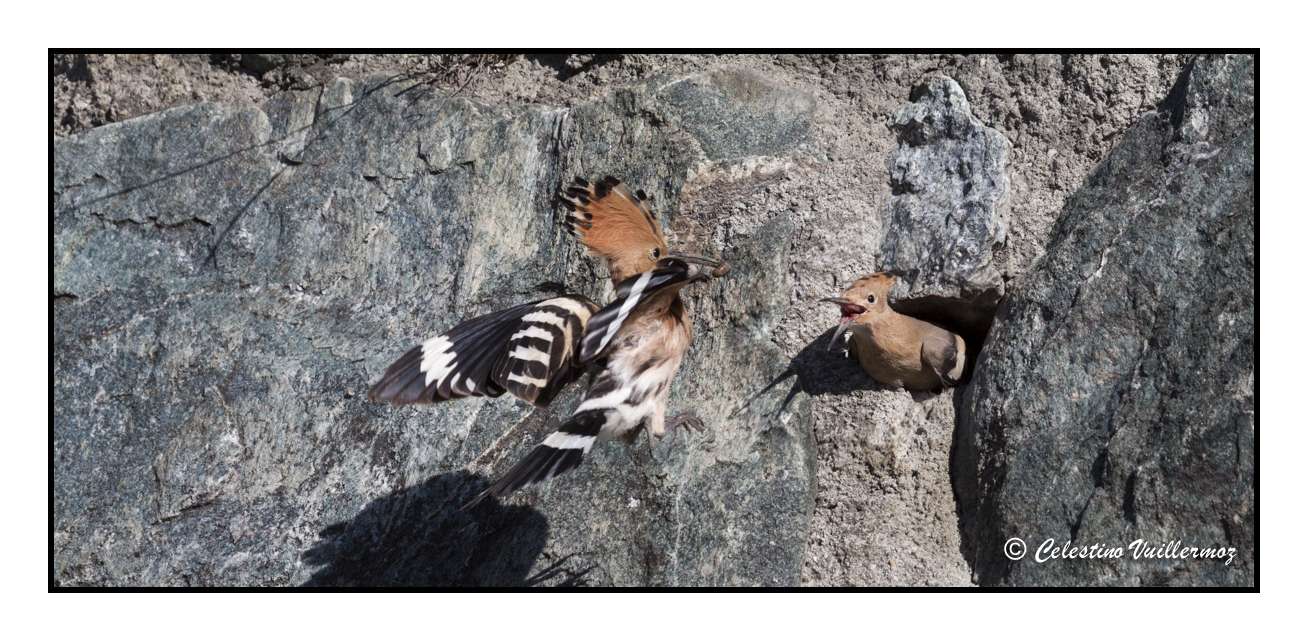 Upupa che imbecca piccolo