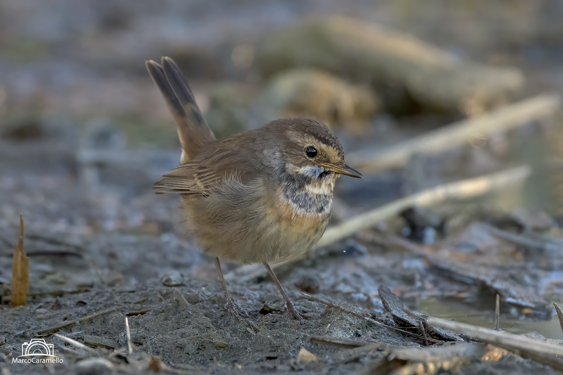 bluethroat