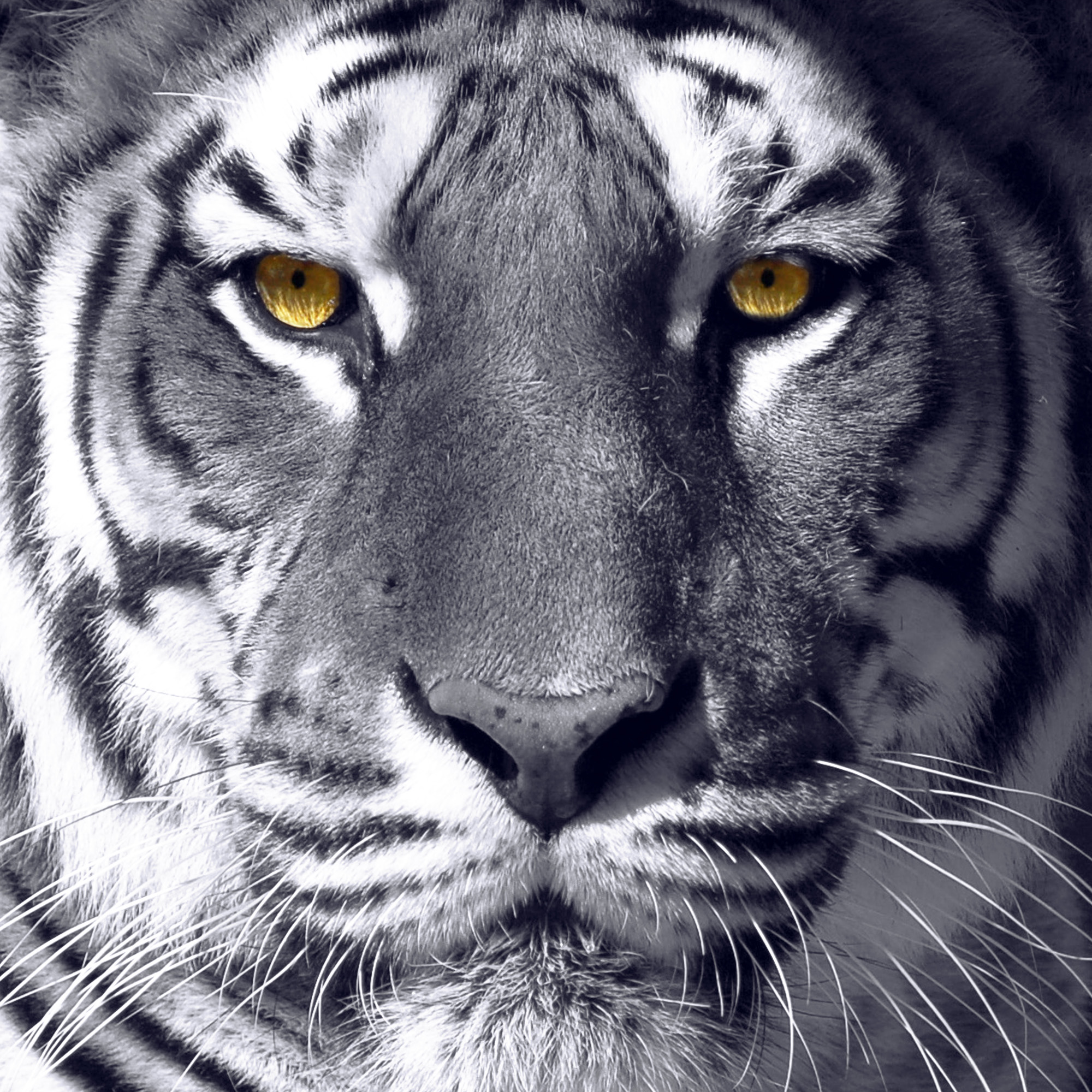 The Tiger