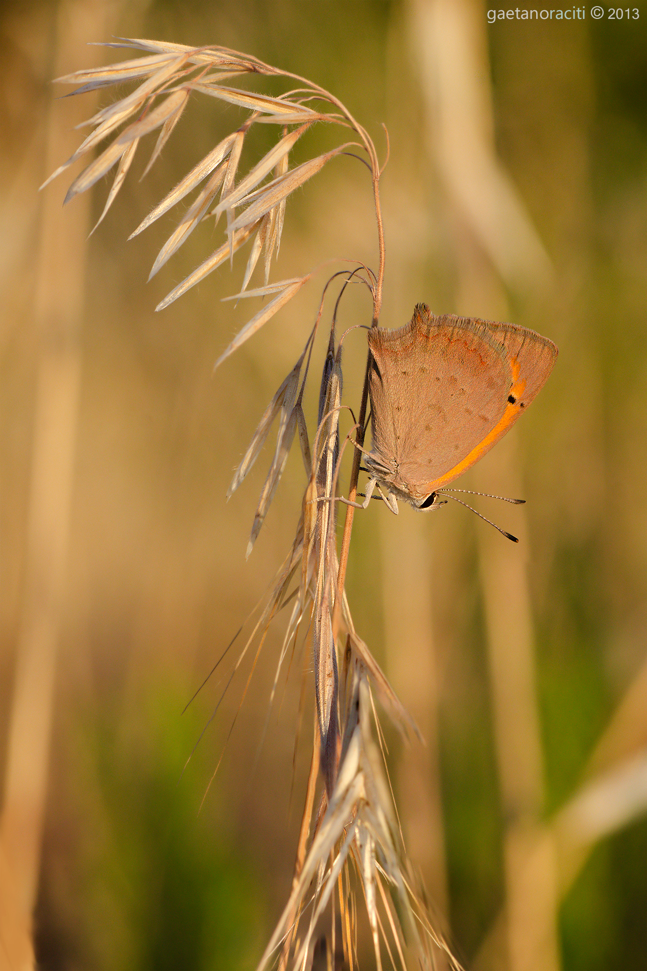 Copper Butterfly