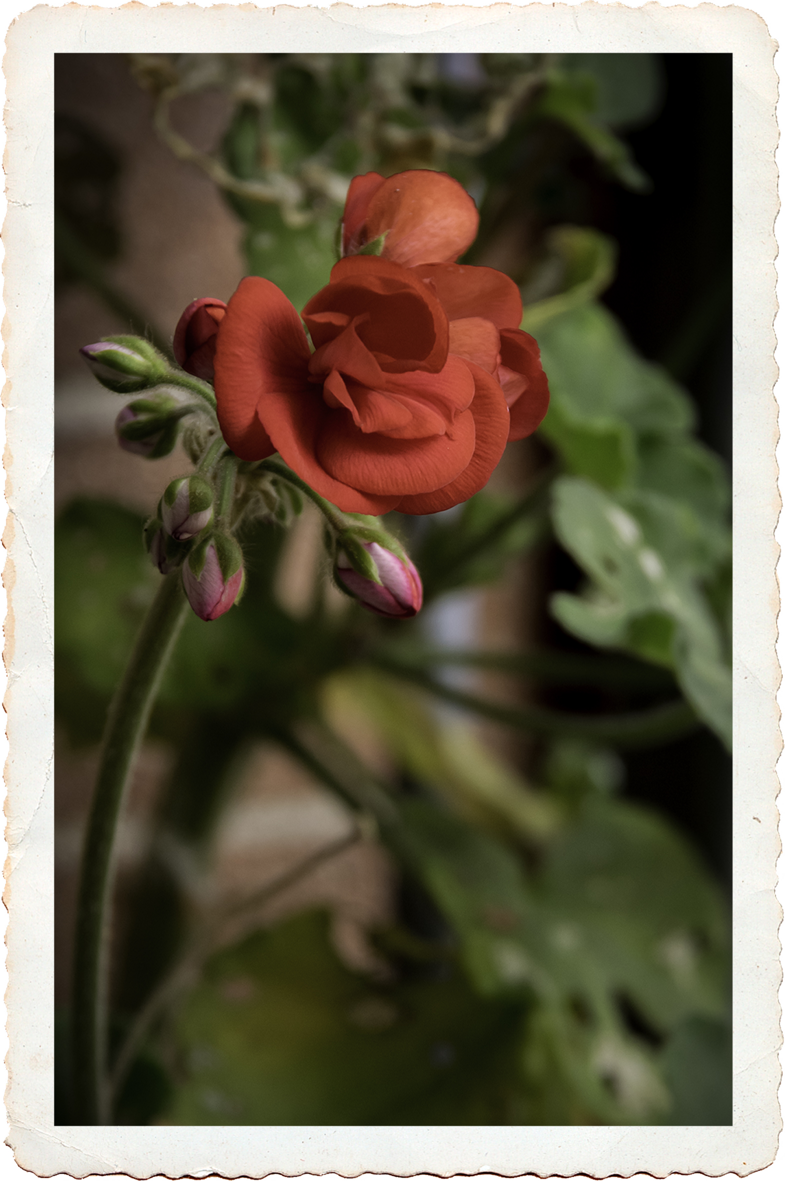 Autumn geranium