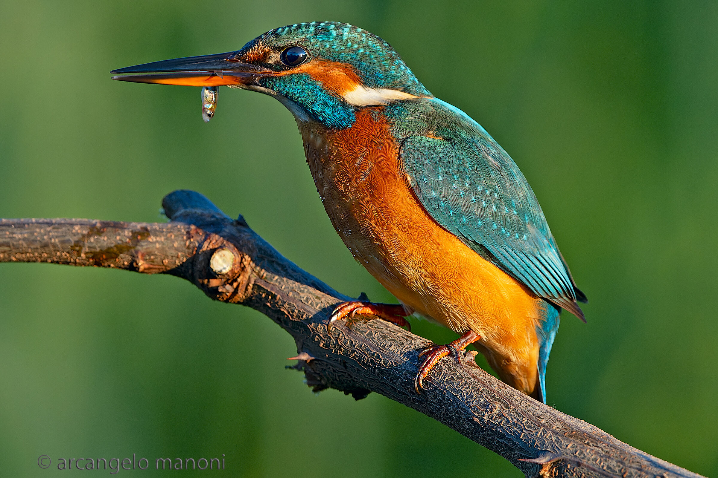Sei contenta o no della pesca? Ti vedo delusa!