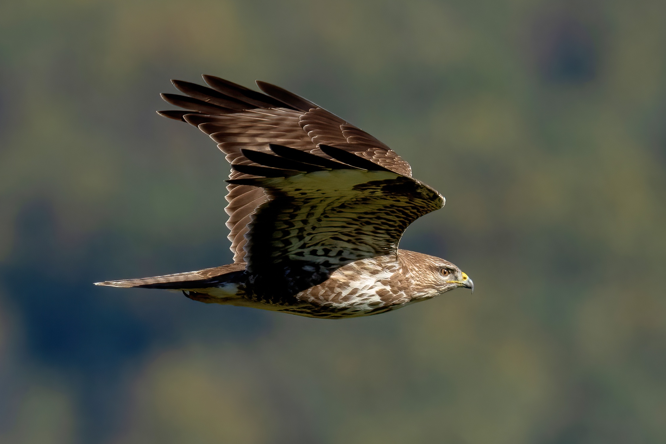 Buzzard (Buteo buteo)