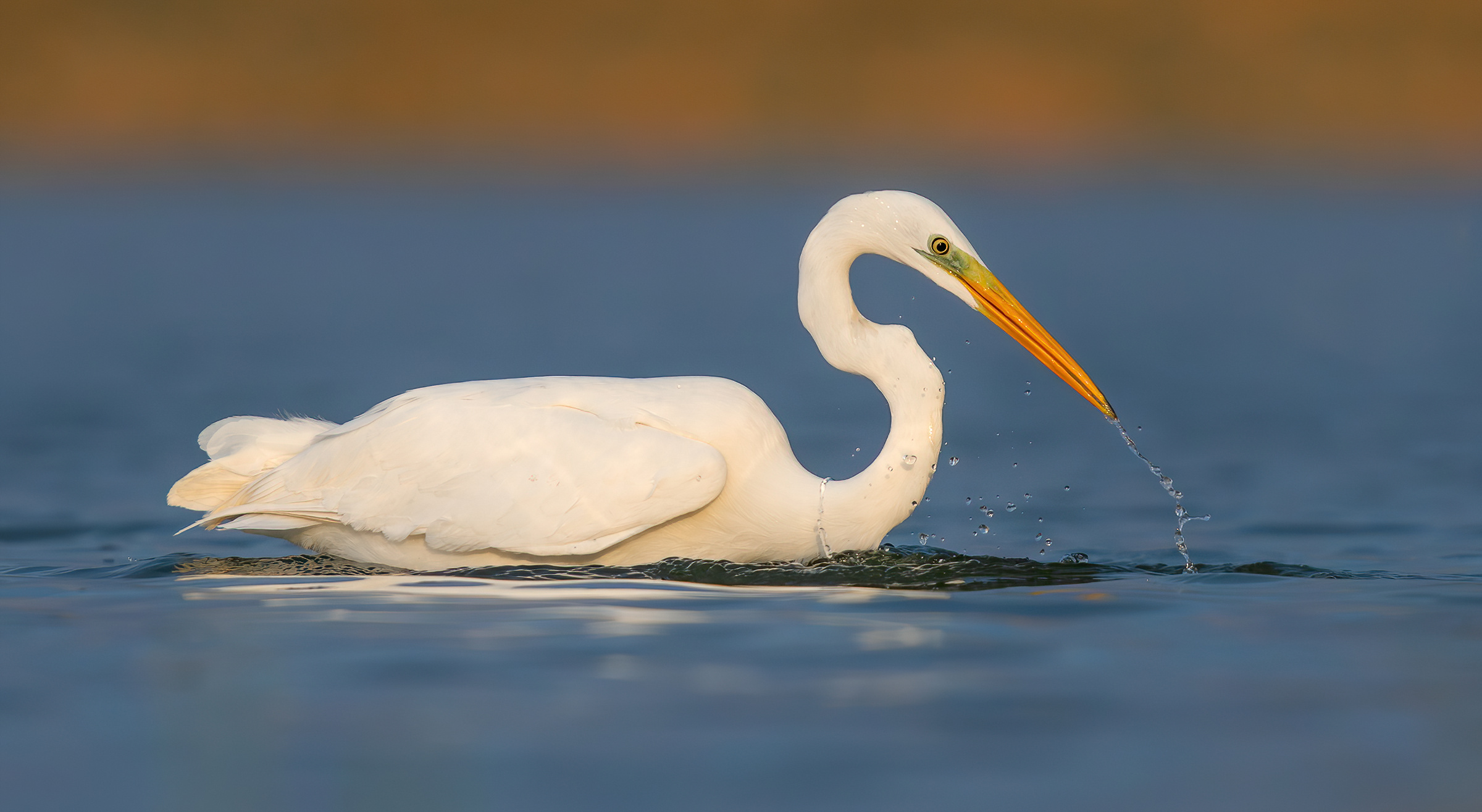 Airone bianco maggiore