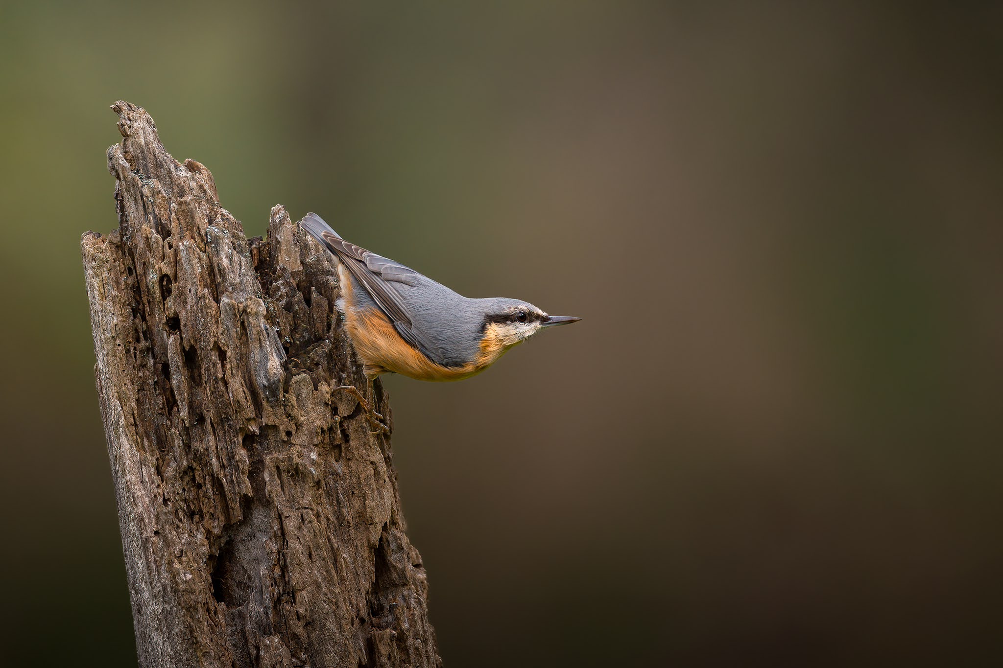 Wood nuthatch