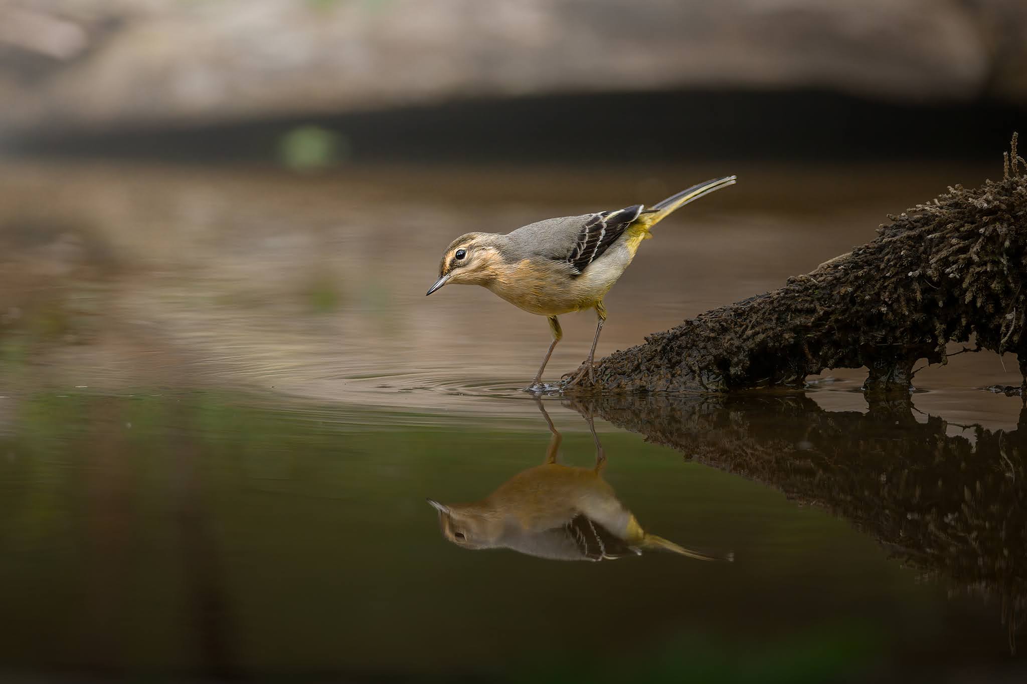 Grey wagtail