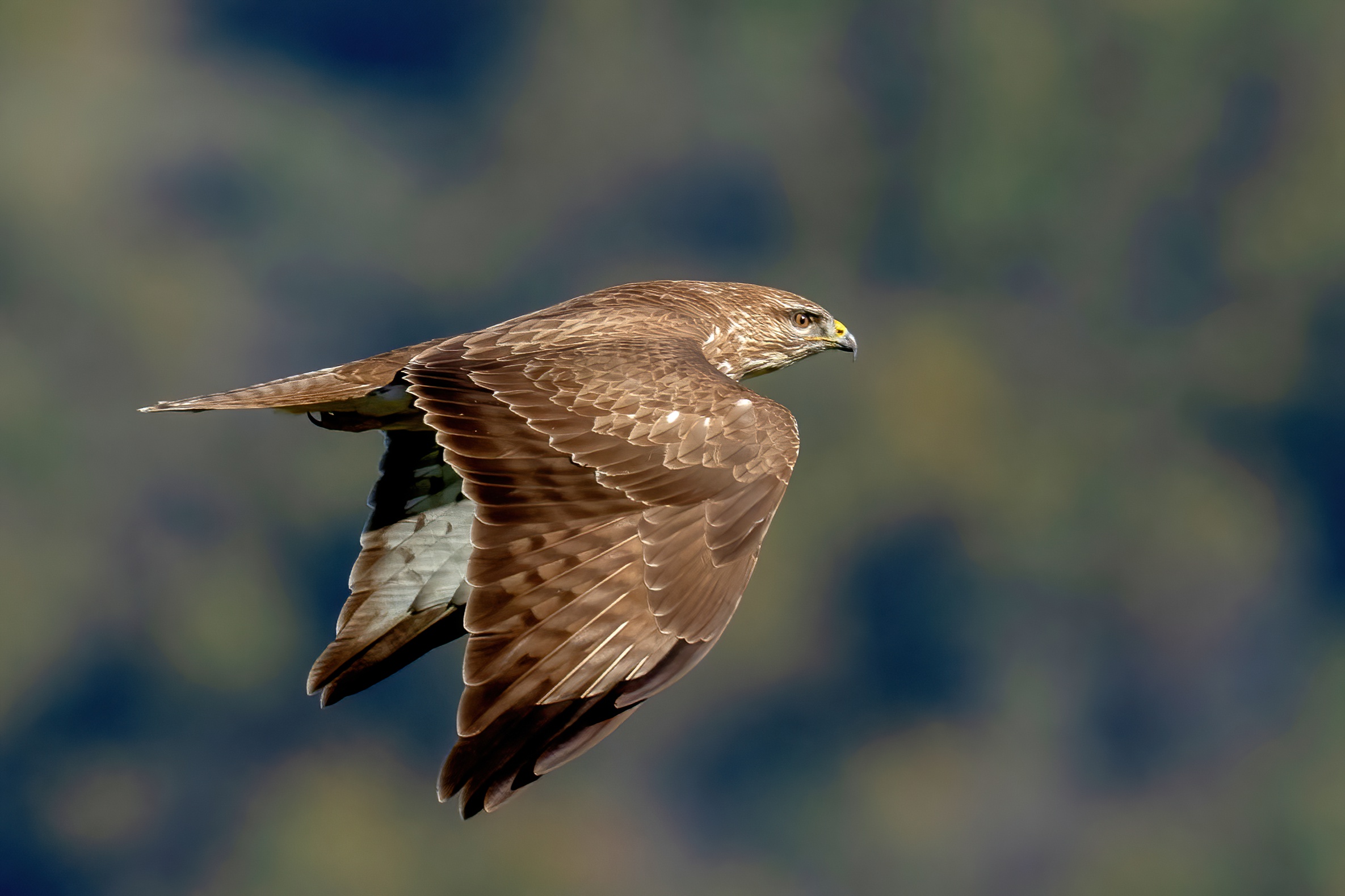 Buzzard (Buteo buteo)