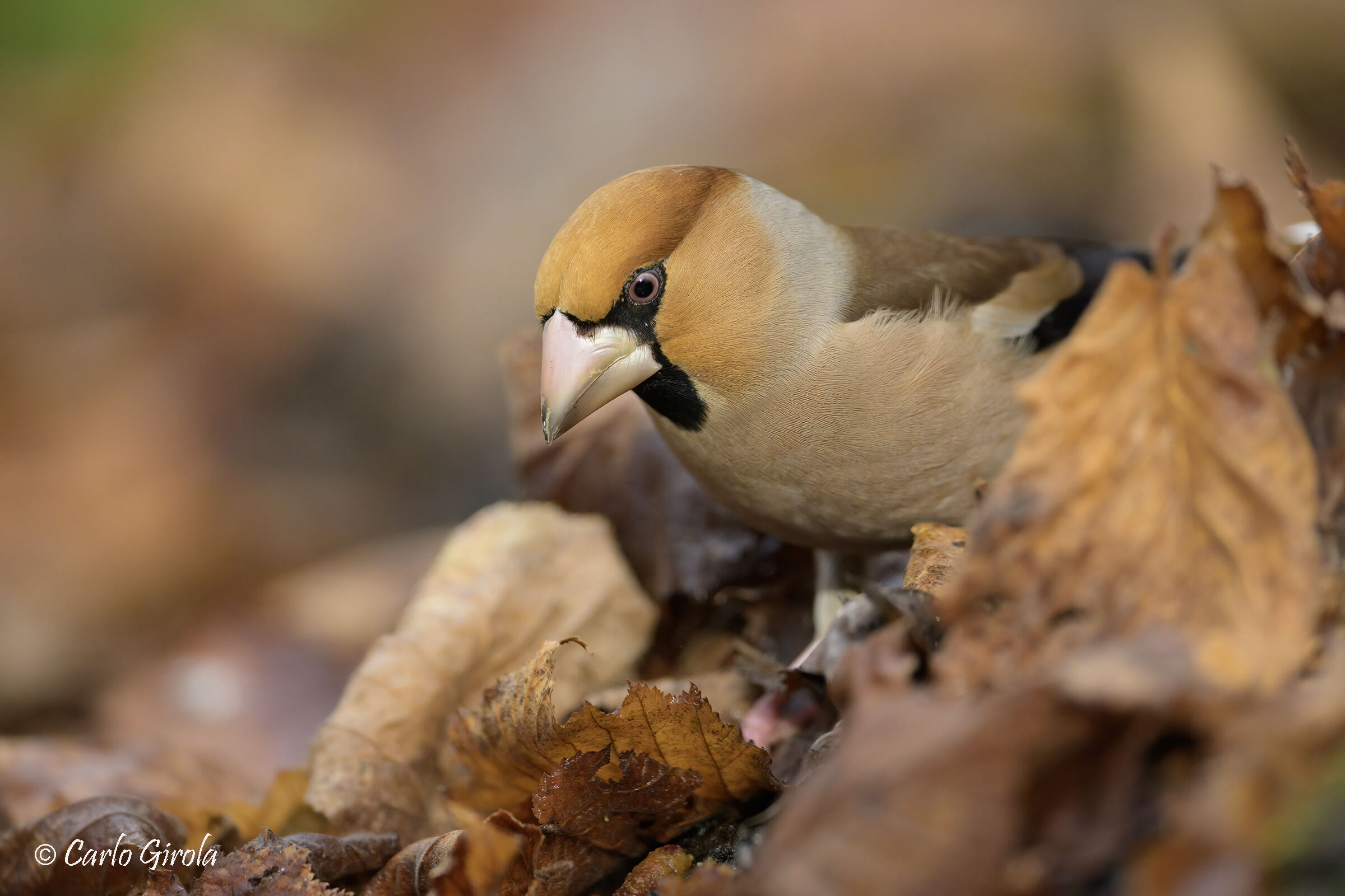 Frosone (Coccothraustes coccothraustes)