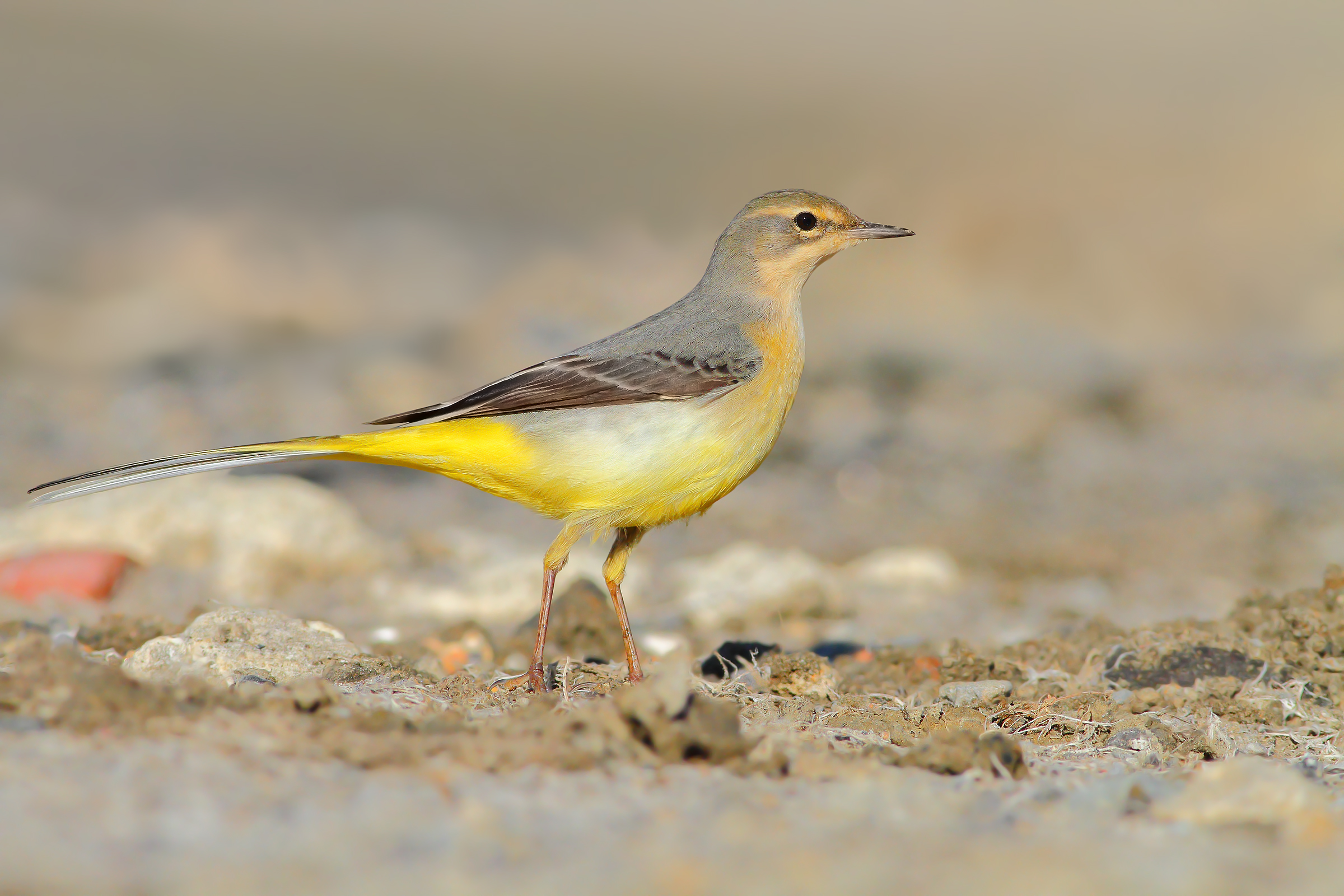 Grey wagtail.