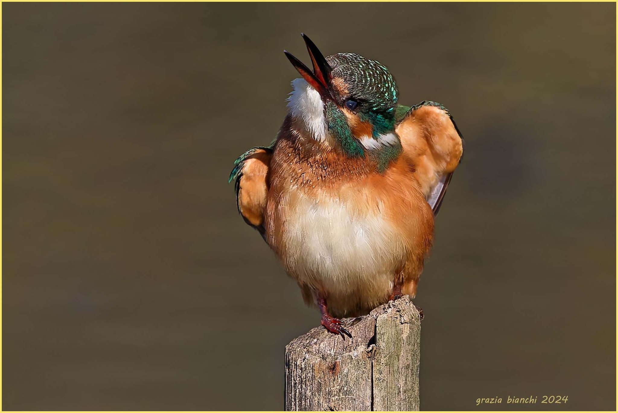 Martin pescatore femmina