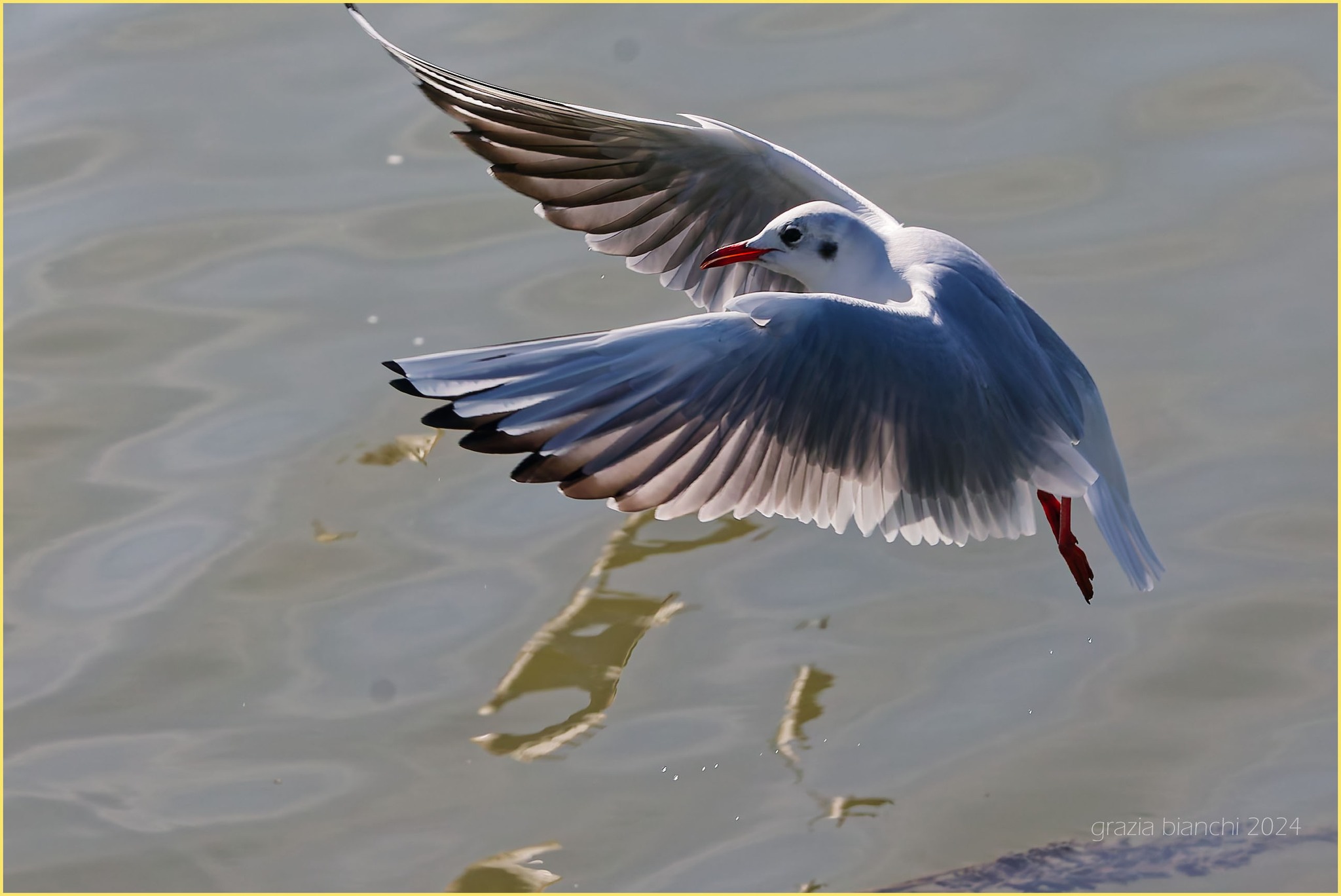 Gabbiani comuni - Arno Firenze