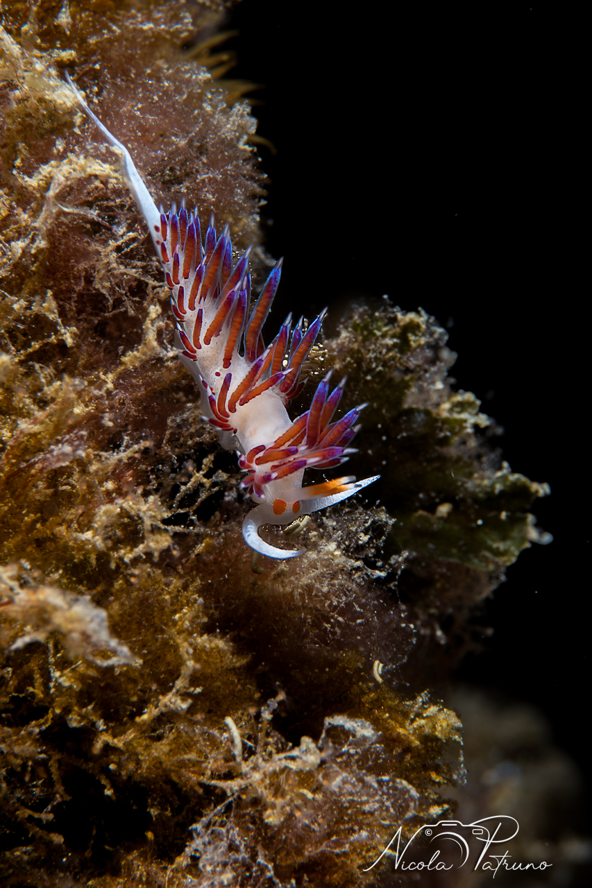 Cratena