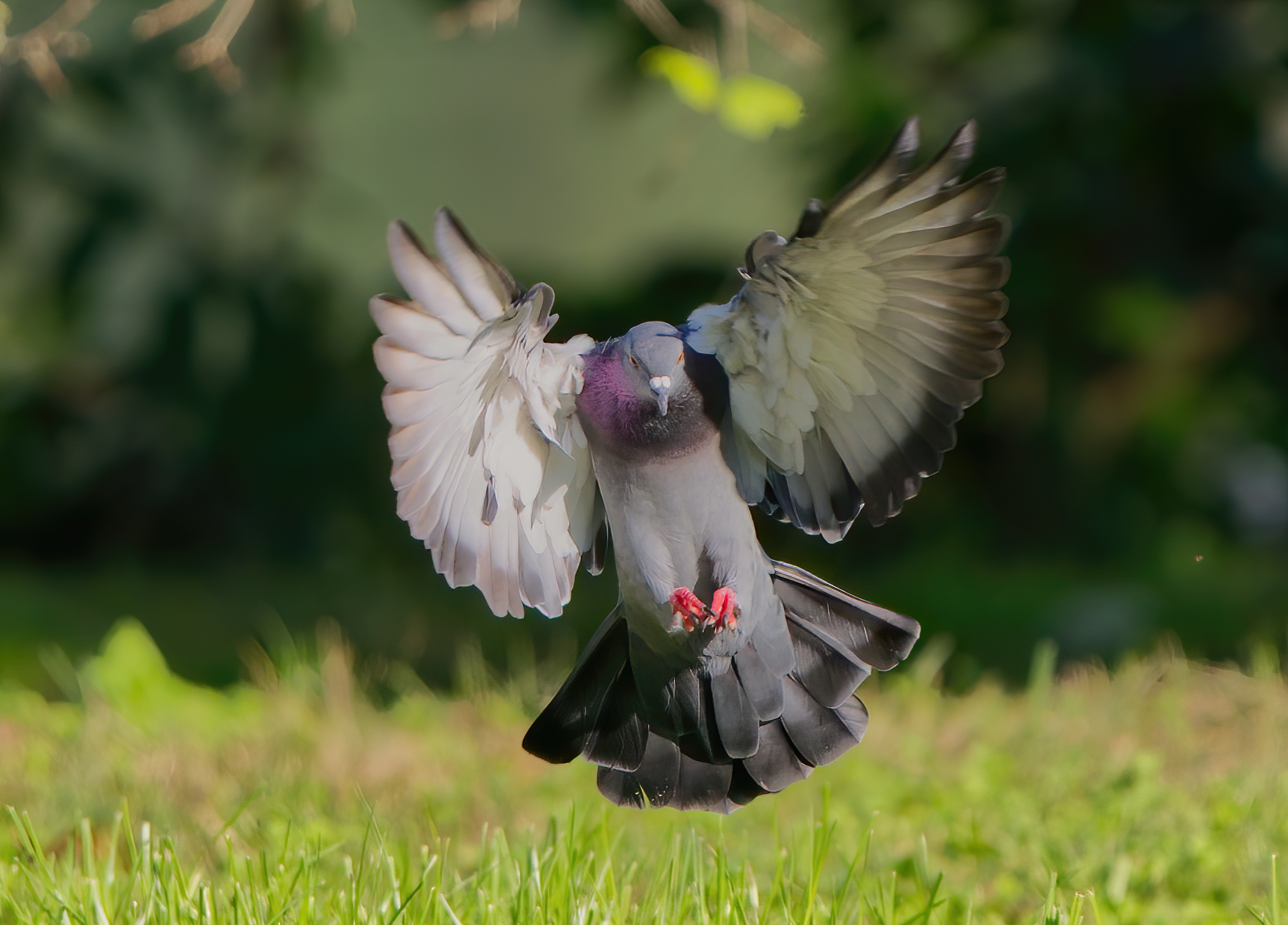 Un bel piccione , perché no ?