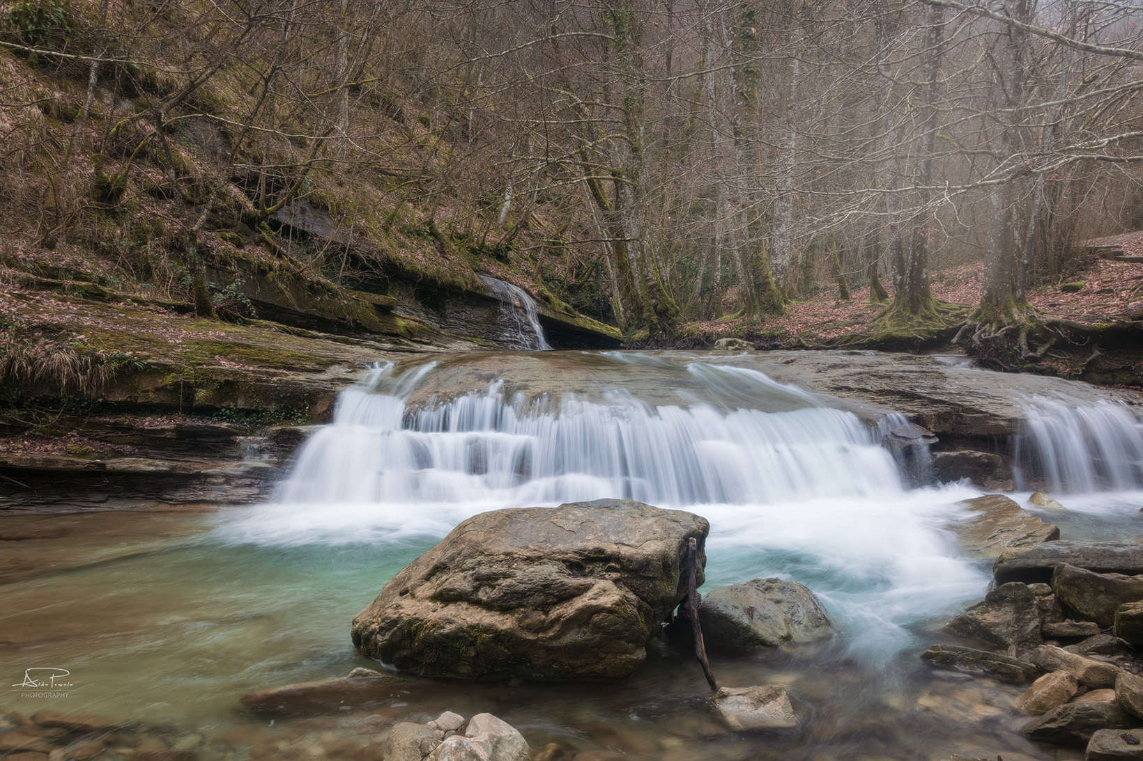 Lost in a magical forest