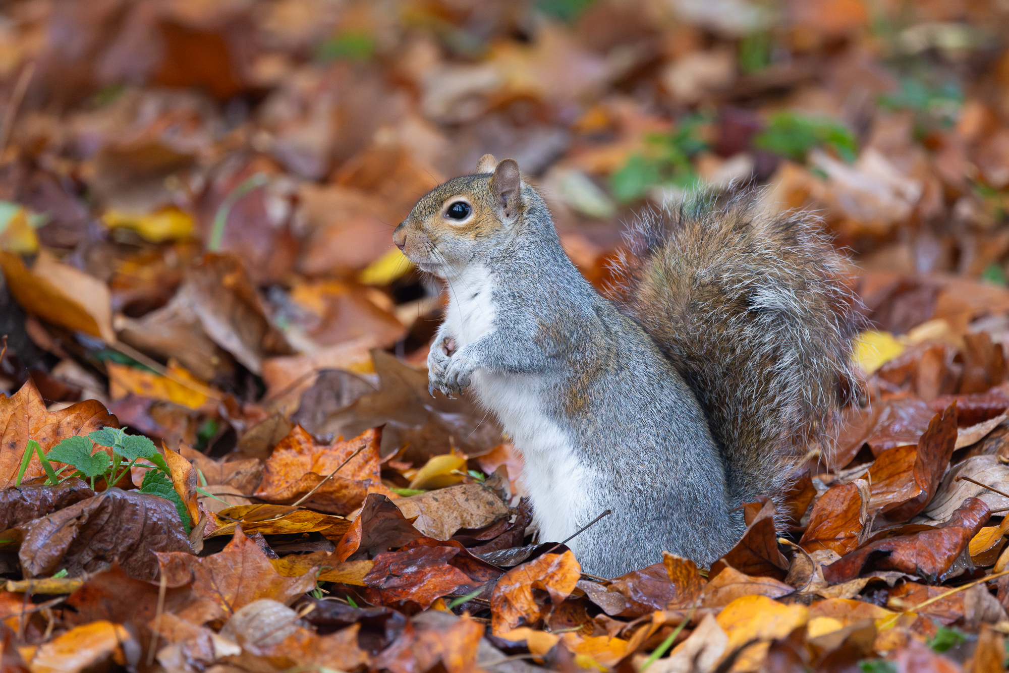 Scoiattolo autunnale