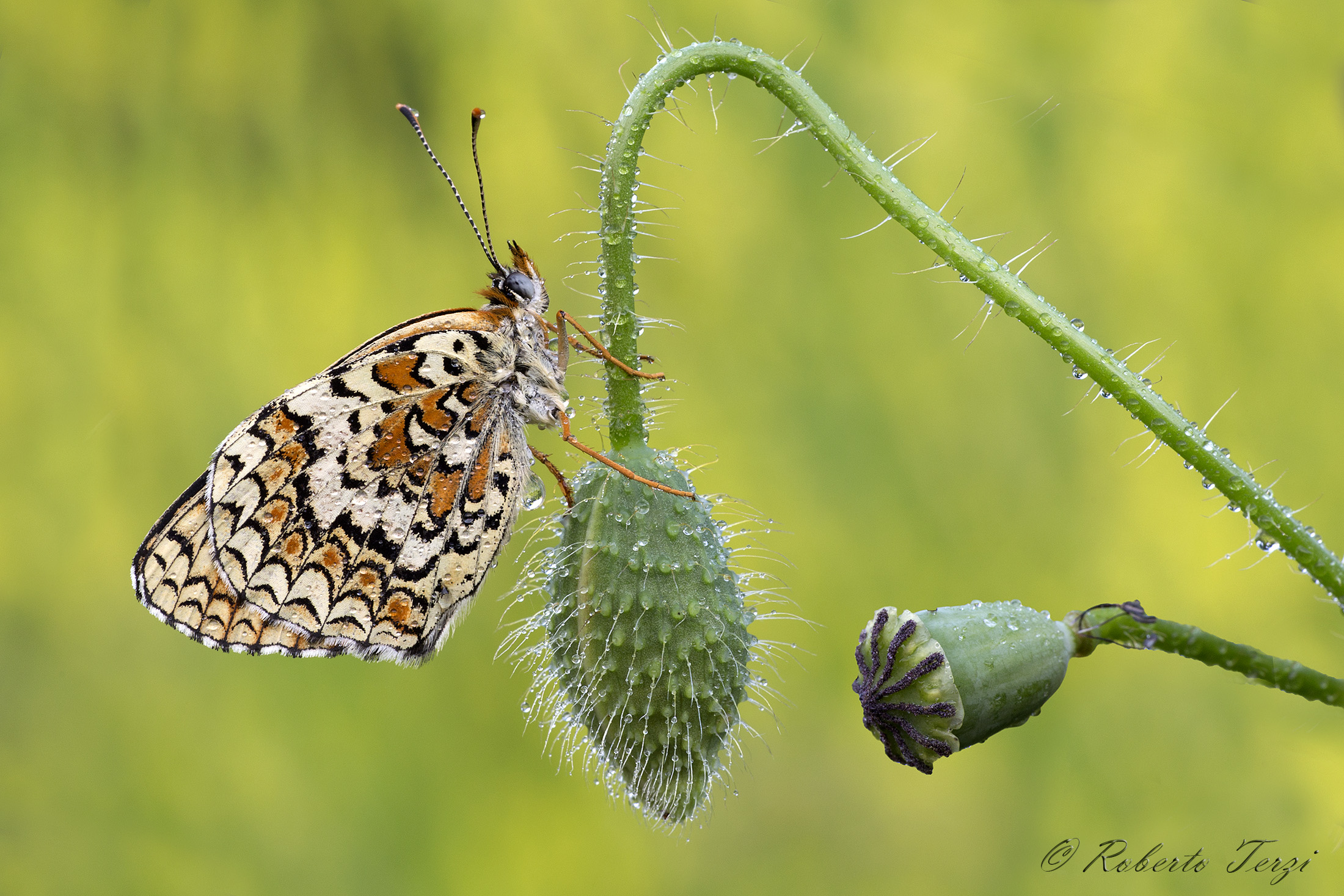Melitaea