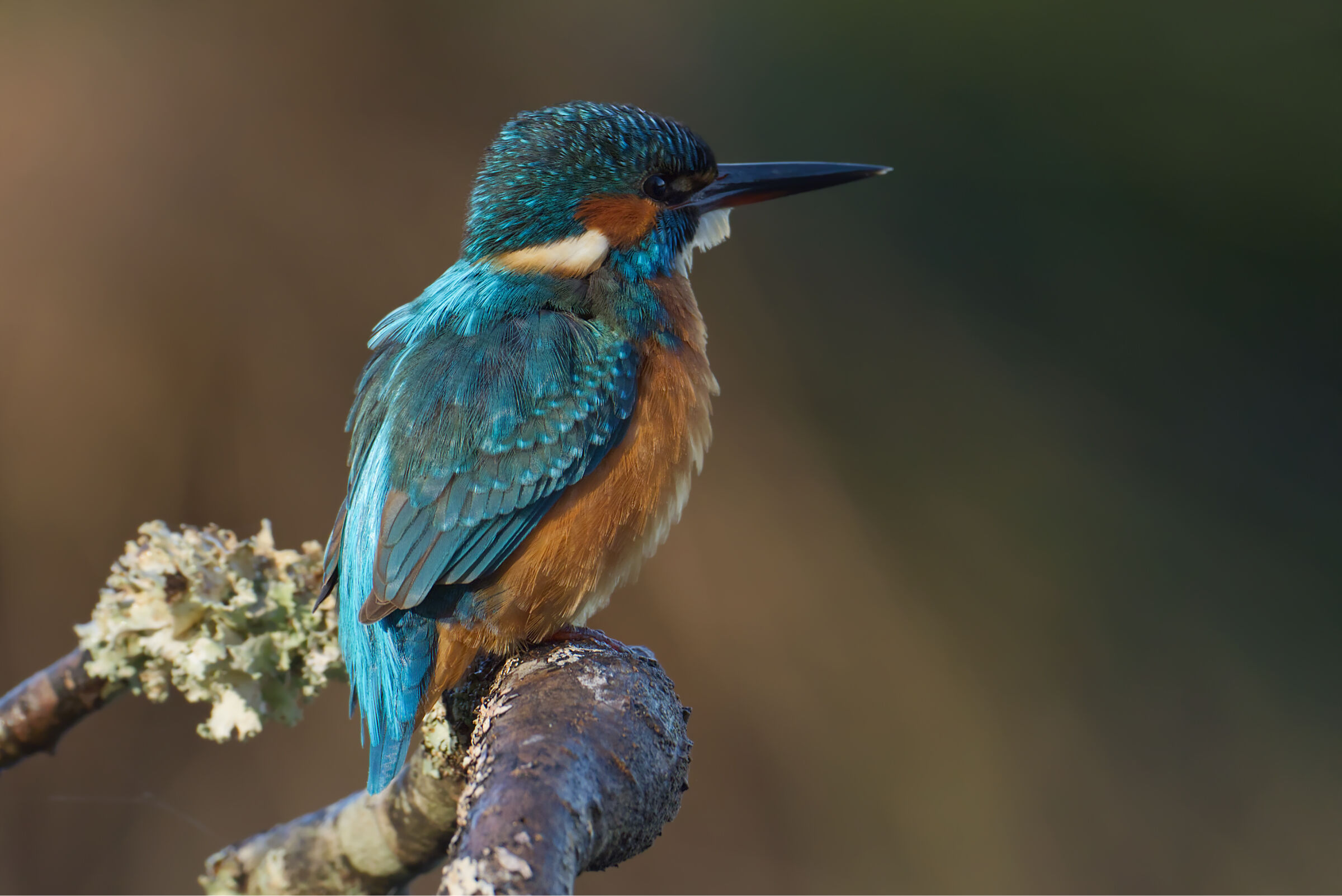 Kingfisher