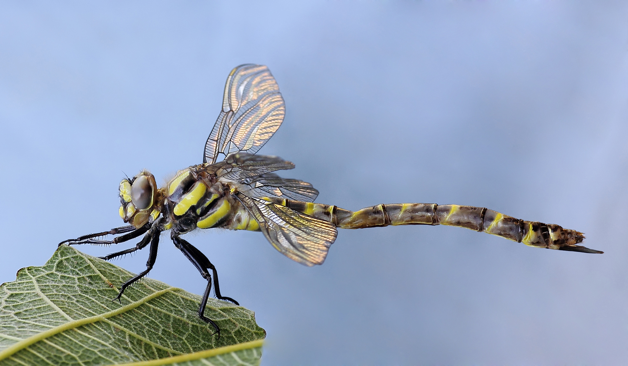 s. n. (Onychogomphus) o (Cordulegaster trinacriae)