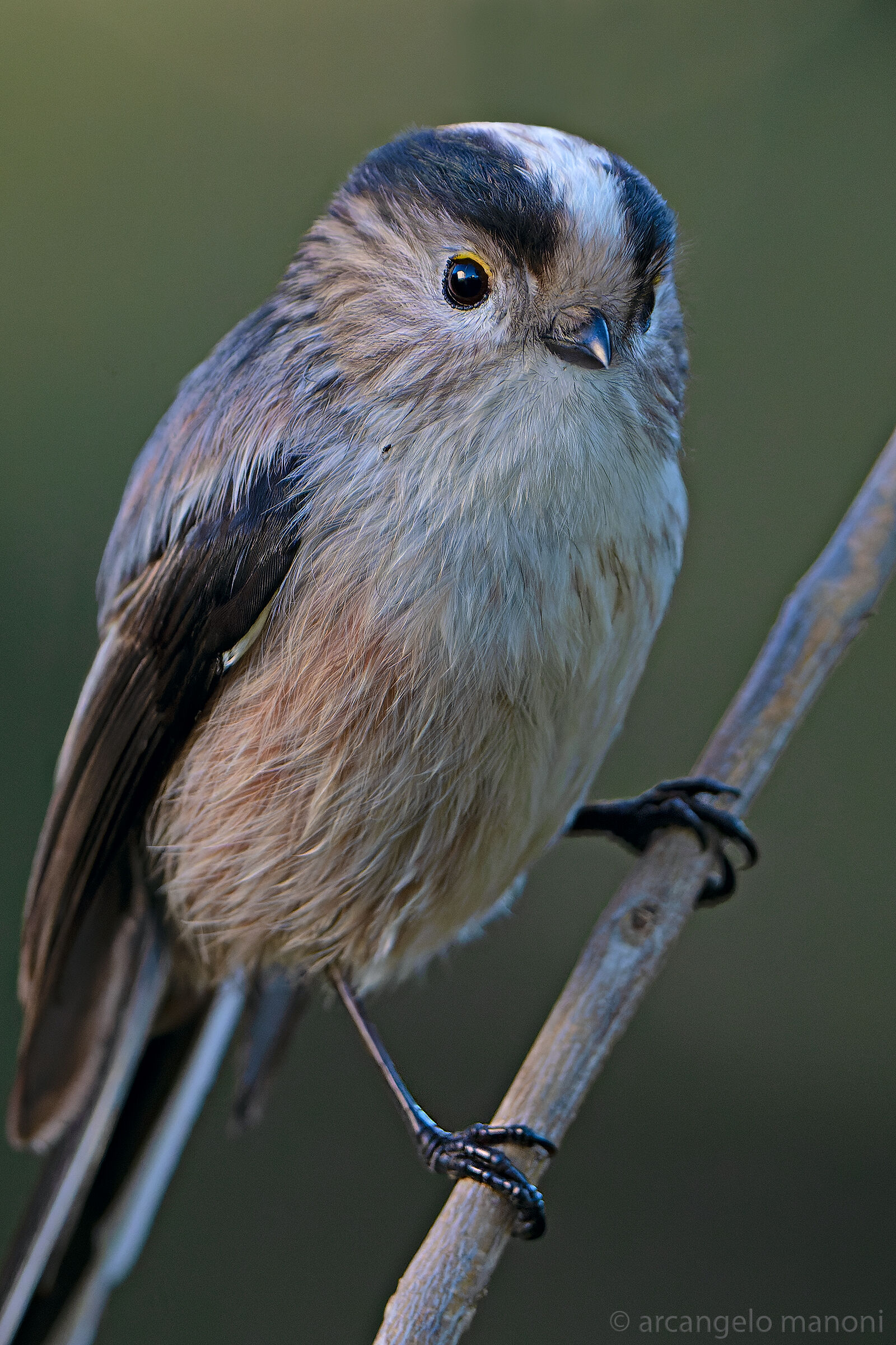 Long-tailed: A kind of adorable ghost.