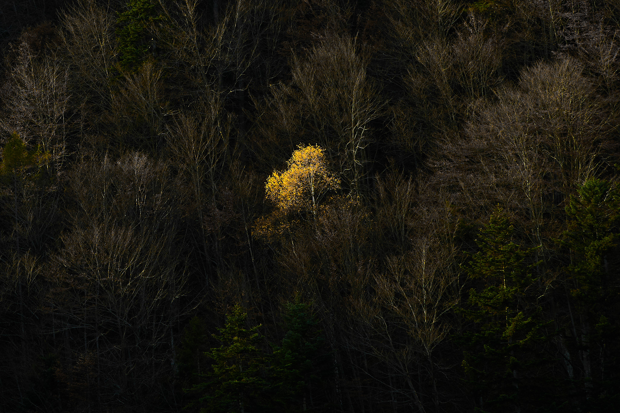 Autumn in Piedmont