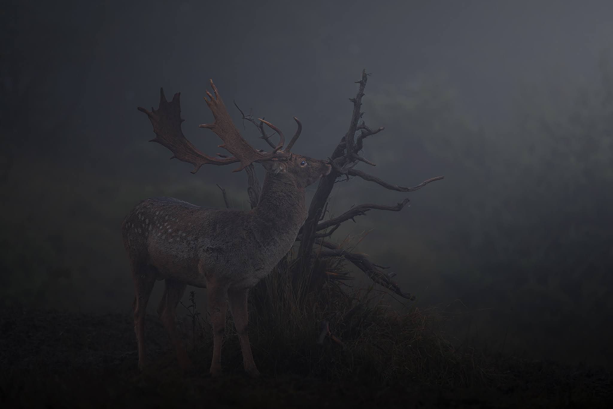 At the end of the roar...