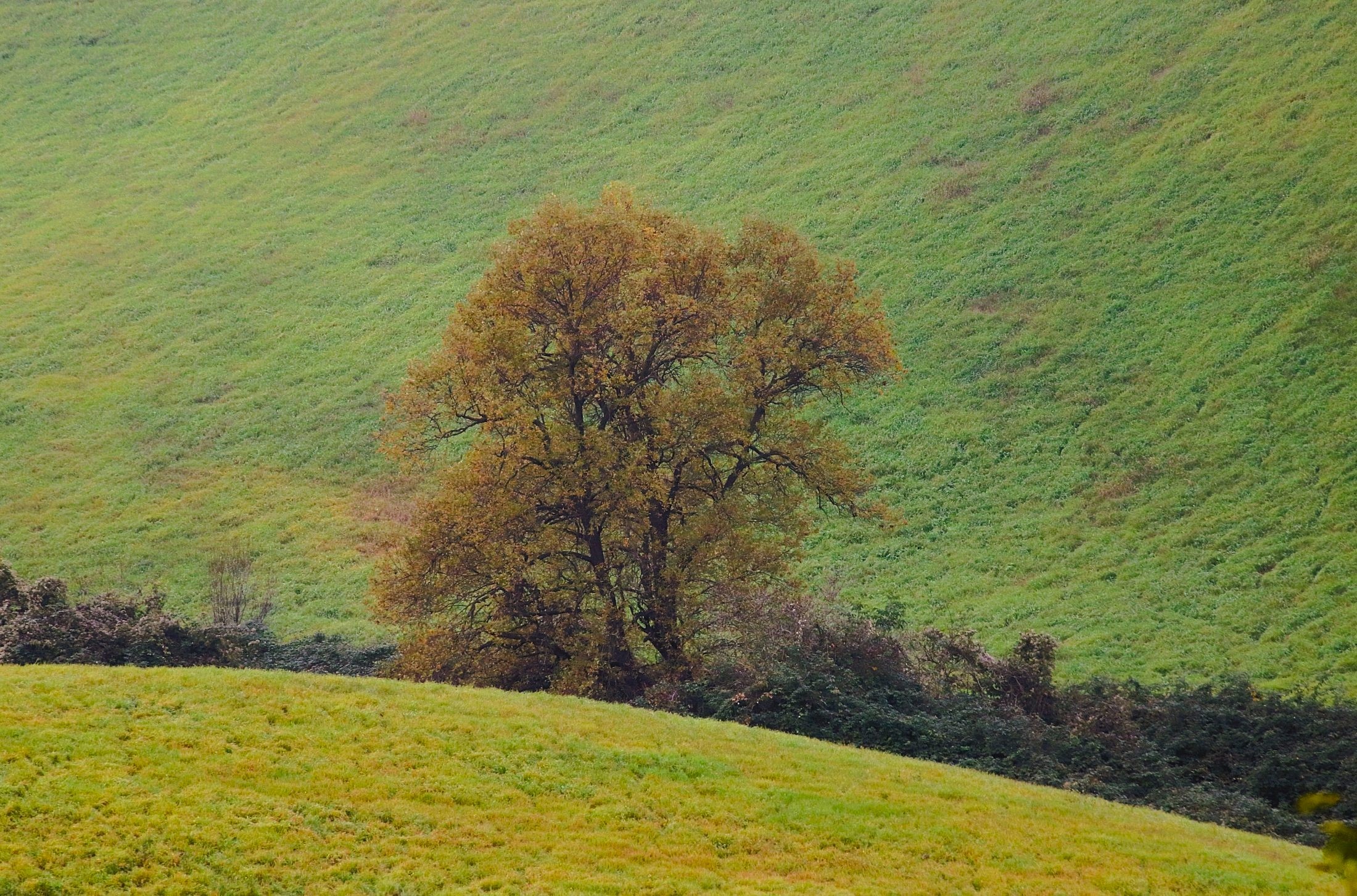 All the greens in the world