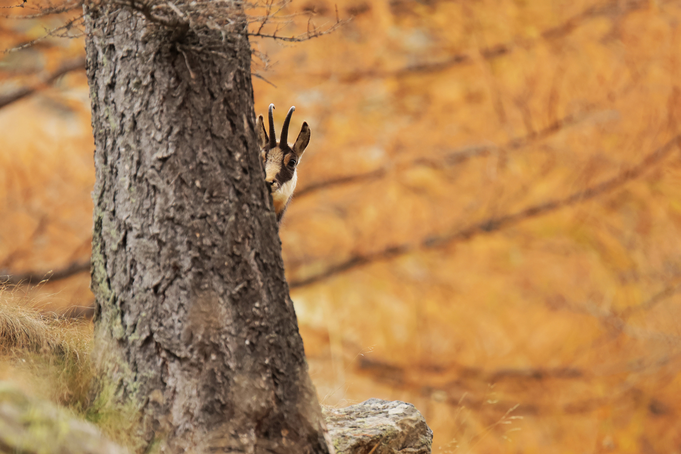 The Voyeur