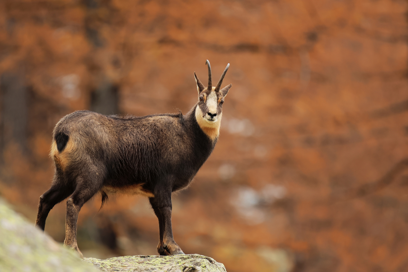 Chamois