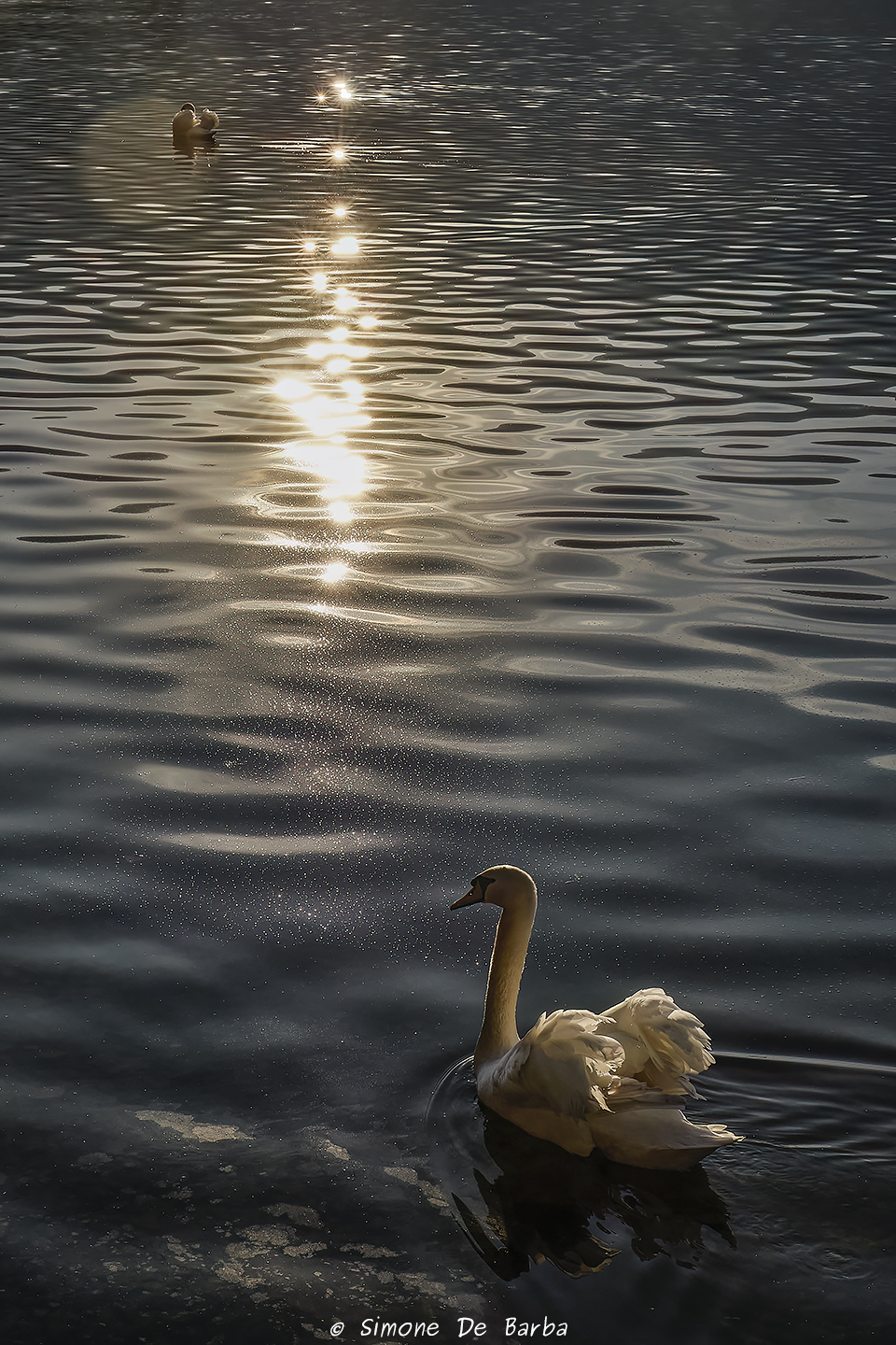 Swan backlit at sunset