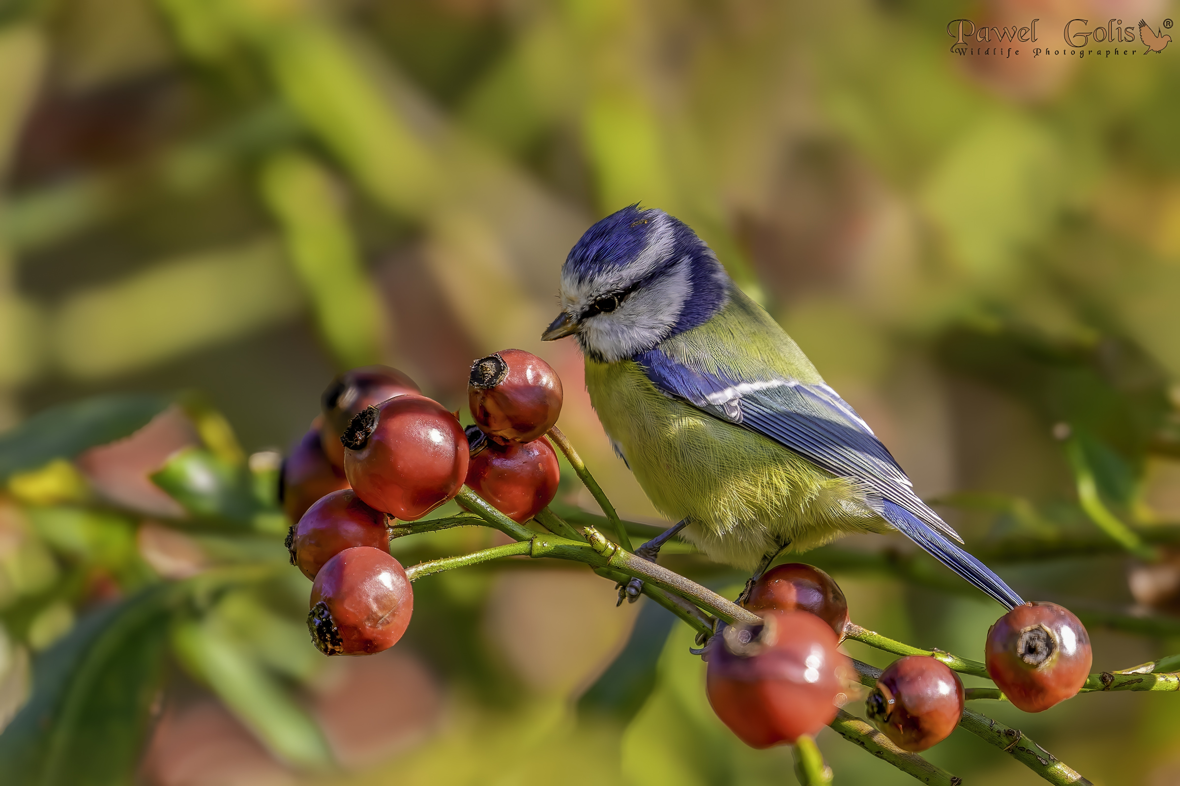Cincia azzurra (Cyanistes caeruleus)